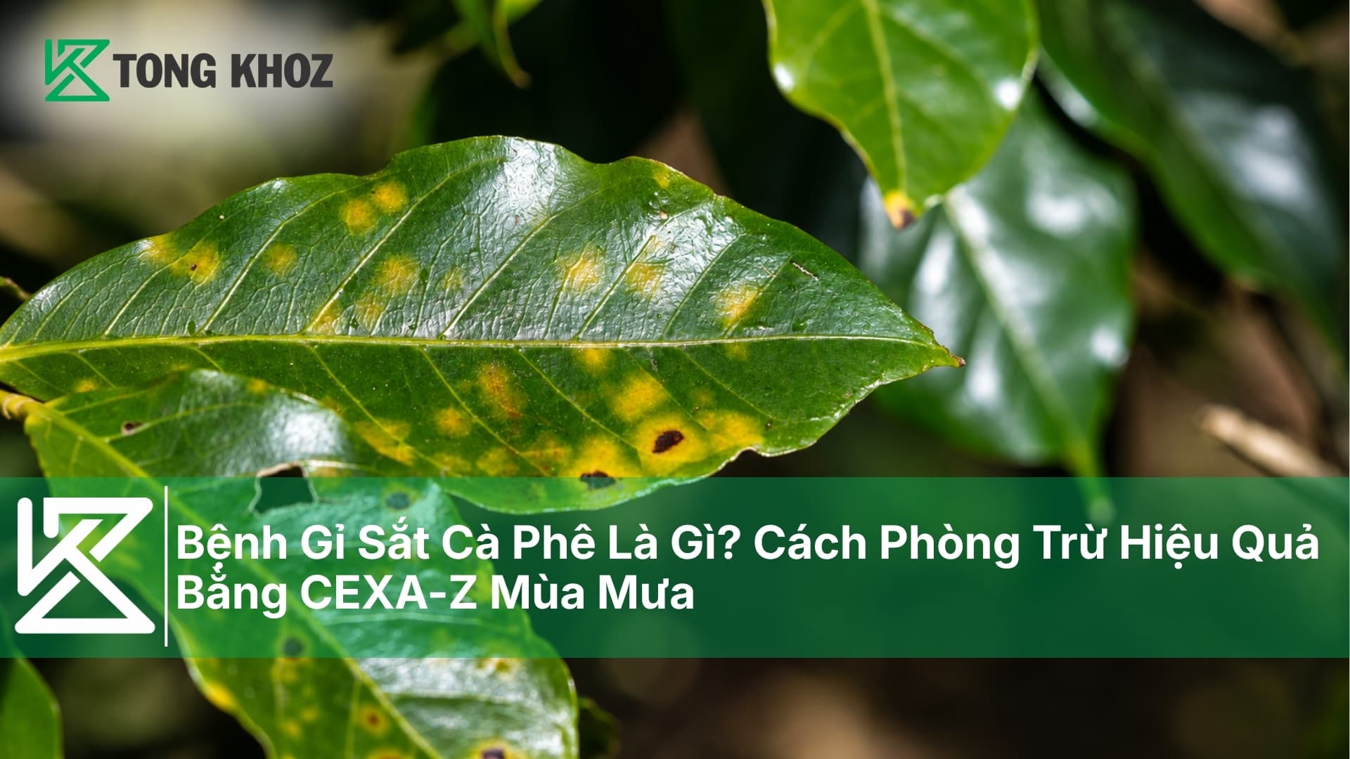 Bệnh Gỉ Sắt Cà Phê Là Gì? Cách Phòng Trừ Hiệu Quả Bằng CEXA-Z Mùa Mưa