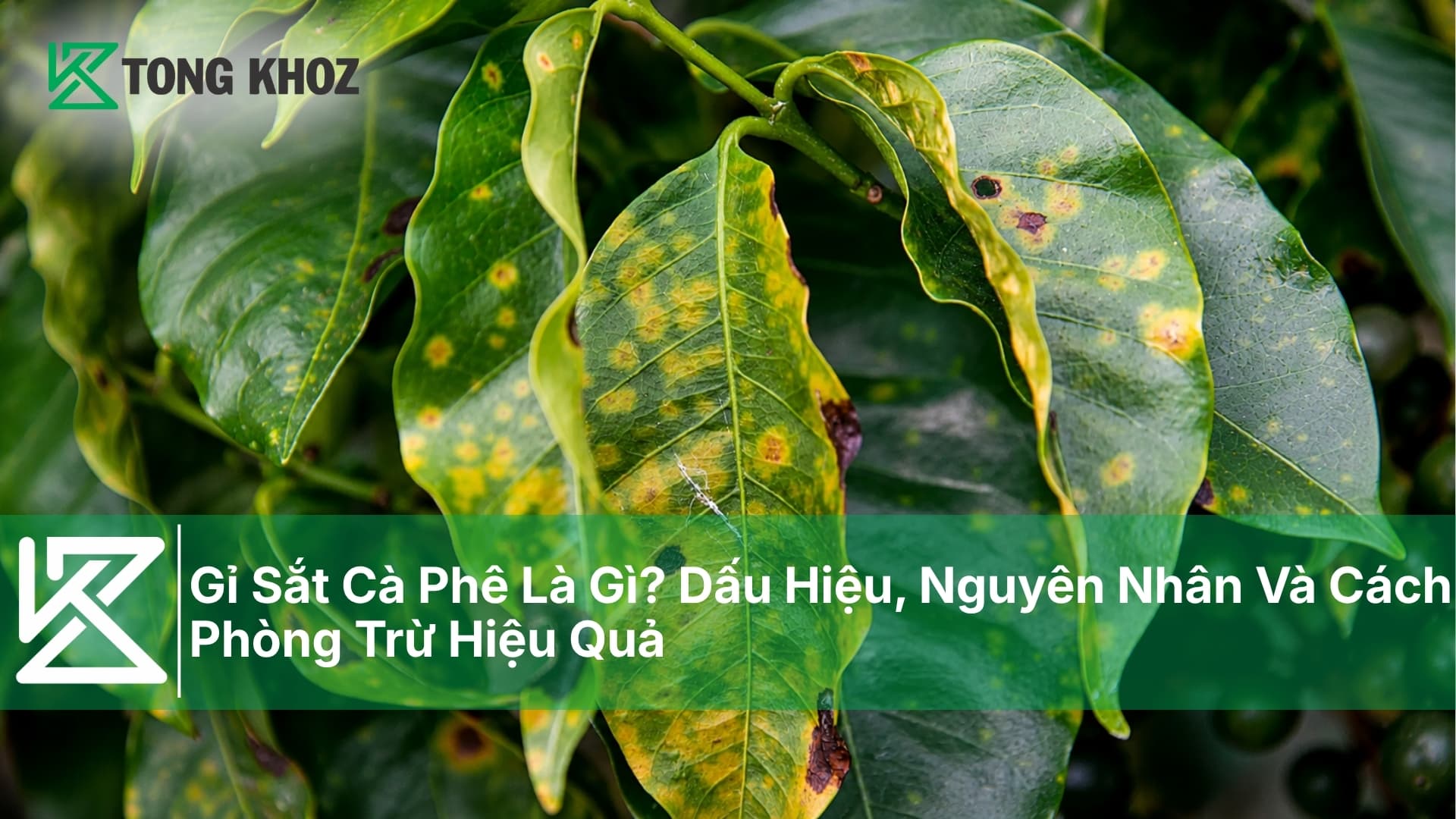 Gỉ Sắt Cà Phê Là Gì? Dấu Hiệu, Nguyên Nhân Và Cách Phòng Trừ Hiệu Quả