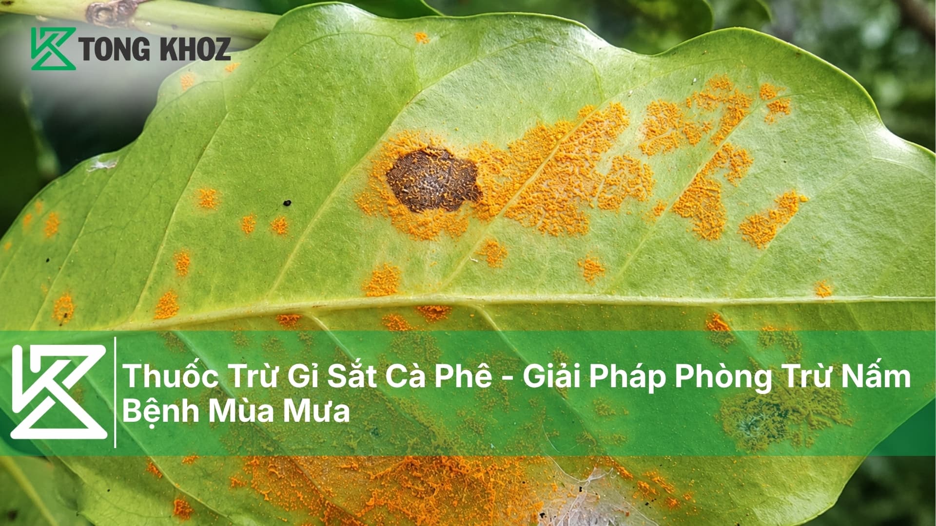Thuốc Trừ Gỉ Sắt Cà Phê - Giải Pháp Phòng Trừ Nấm Bệnh Mùa Mưa