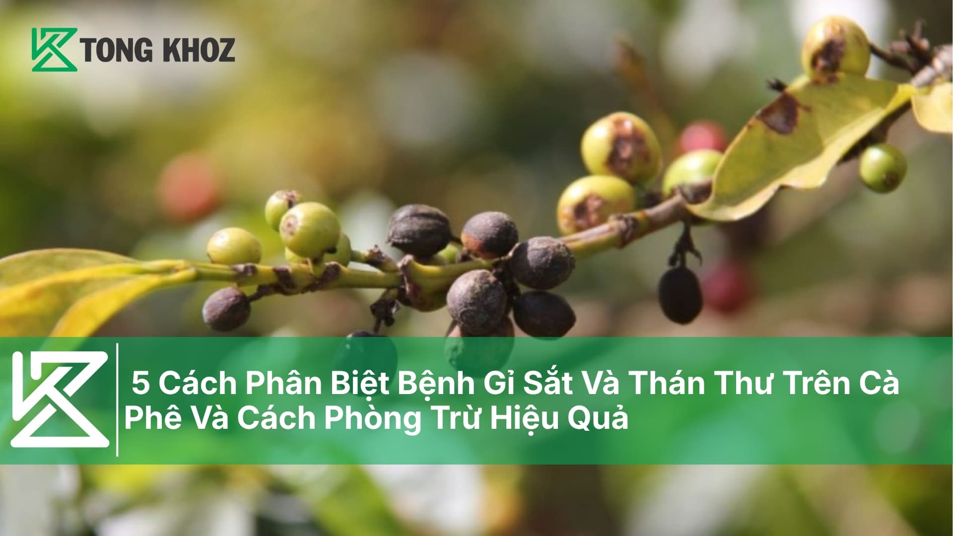 5 Cách Phân Biệt Bệnh Gỉ Sắt Và Thán Thư Trên Cà Phê