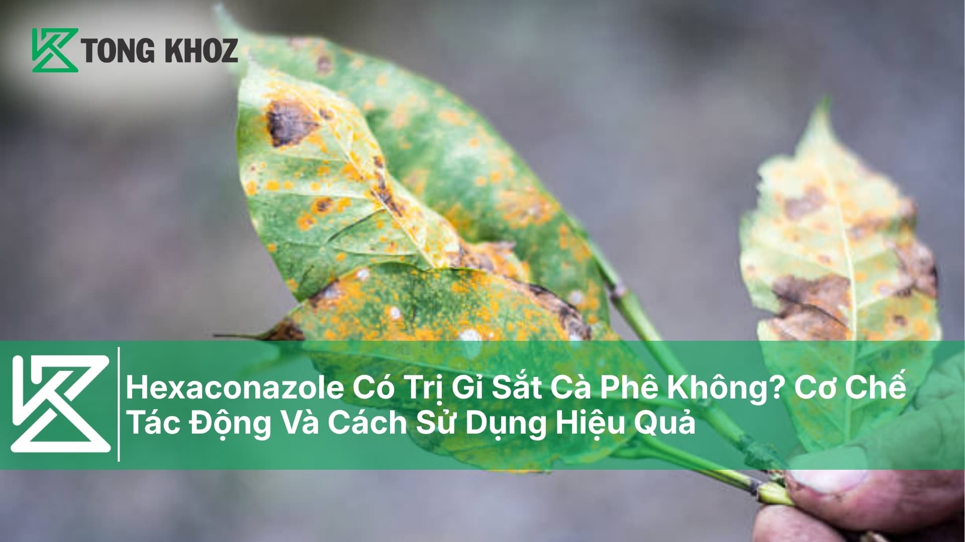 Hexaconazole Có Trị Gỉ Sắt Cà Phê Không?