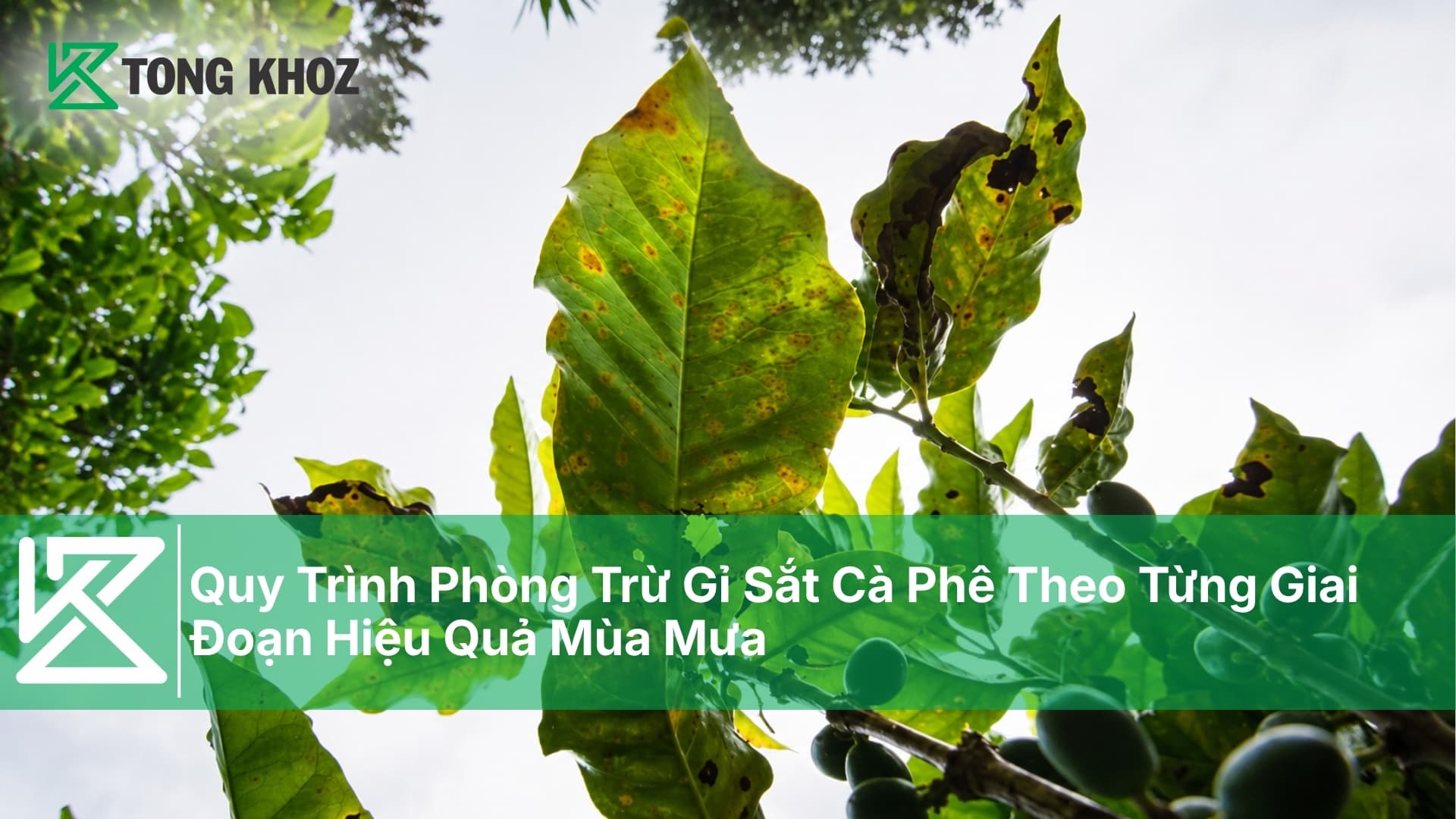 Quy Trình Phòng Trừ Gỉ Sắt Cà Phê Theo Từng Giai Đoạn Hiệu Quả Mùa Mưa