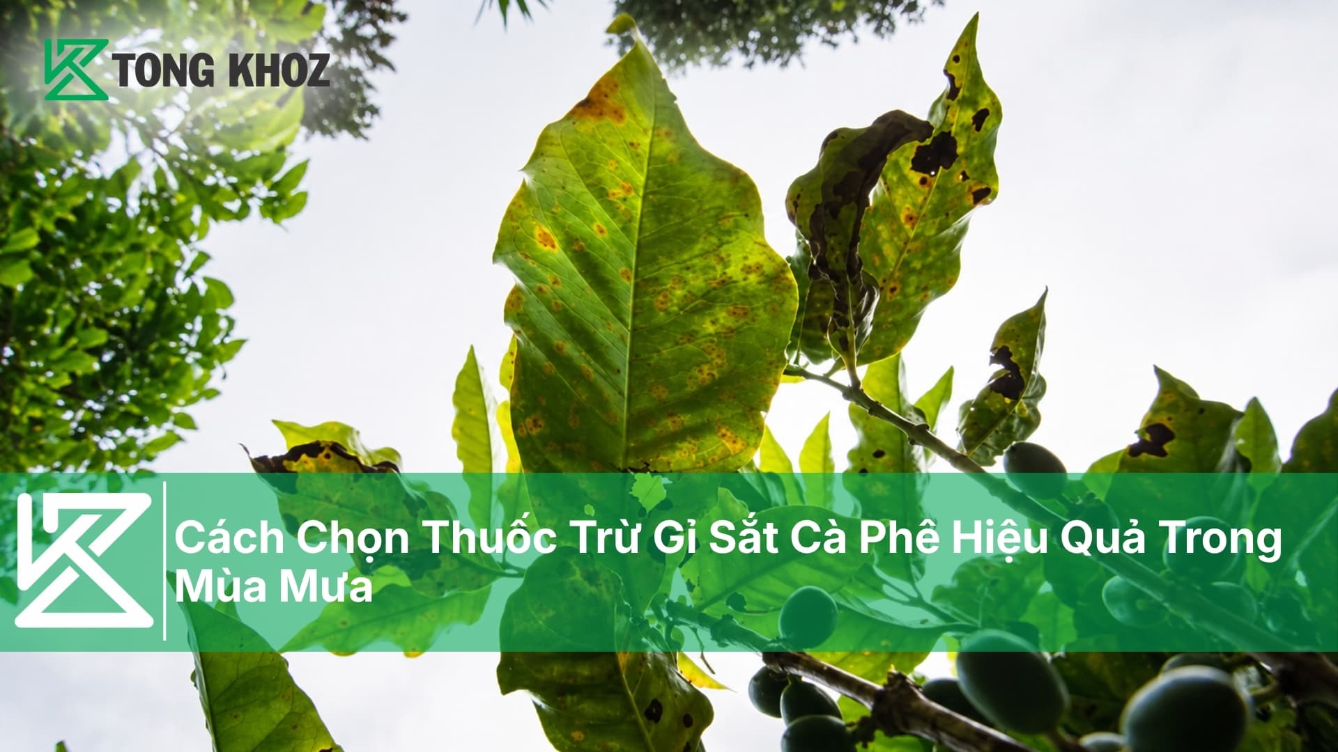 Cách Chọn Thuốc Trừ Gỉ Sắt Cà Phê Hiệu Quả Trong Mùa Mưa