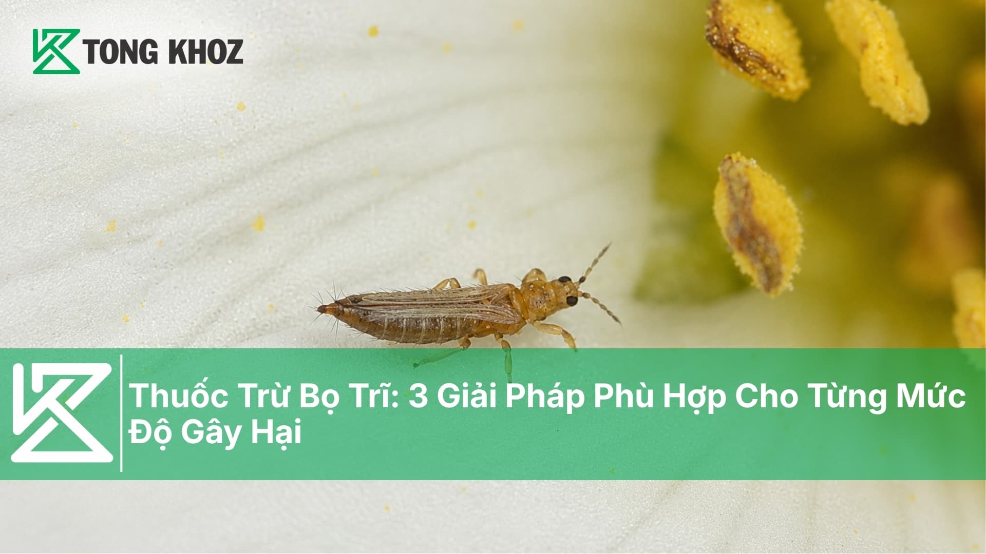 Thuốc Trừ Bọ Trĩ: 3 Giải Pháp Phù Hợp Cho Từng Mức Độ Gây Hại