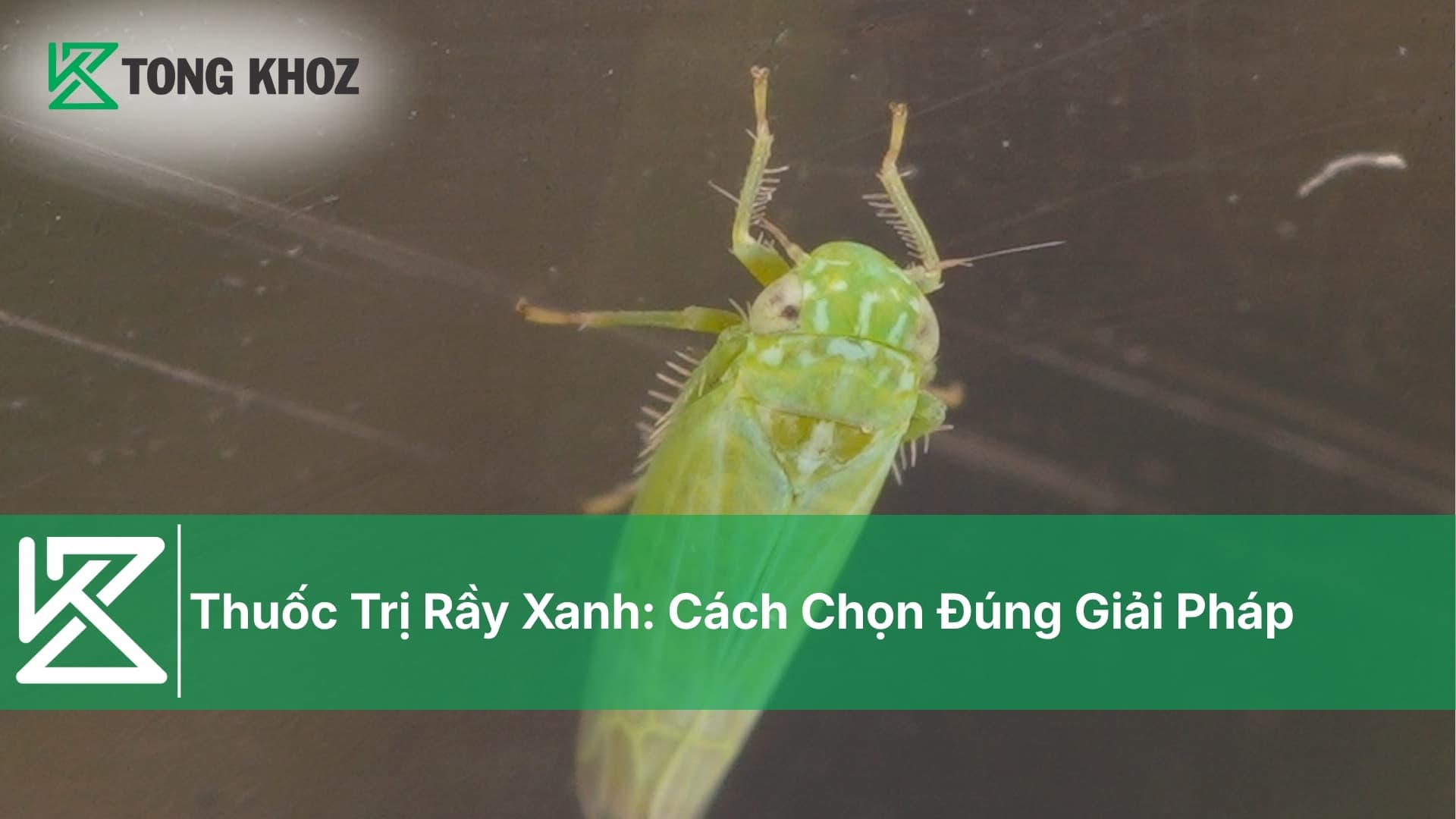 Thuốc Trị Rầy Xanh: Cách Chọn Đúng Giải Pháp
