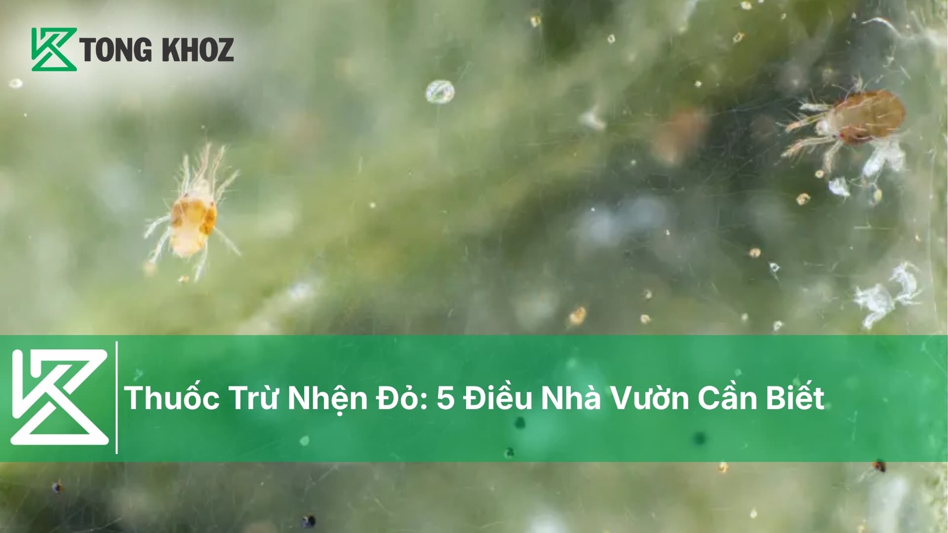 Thuốc Trừ Nhện Đỏ: 5 Điều Nhà Vườn Cần Biết