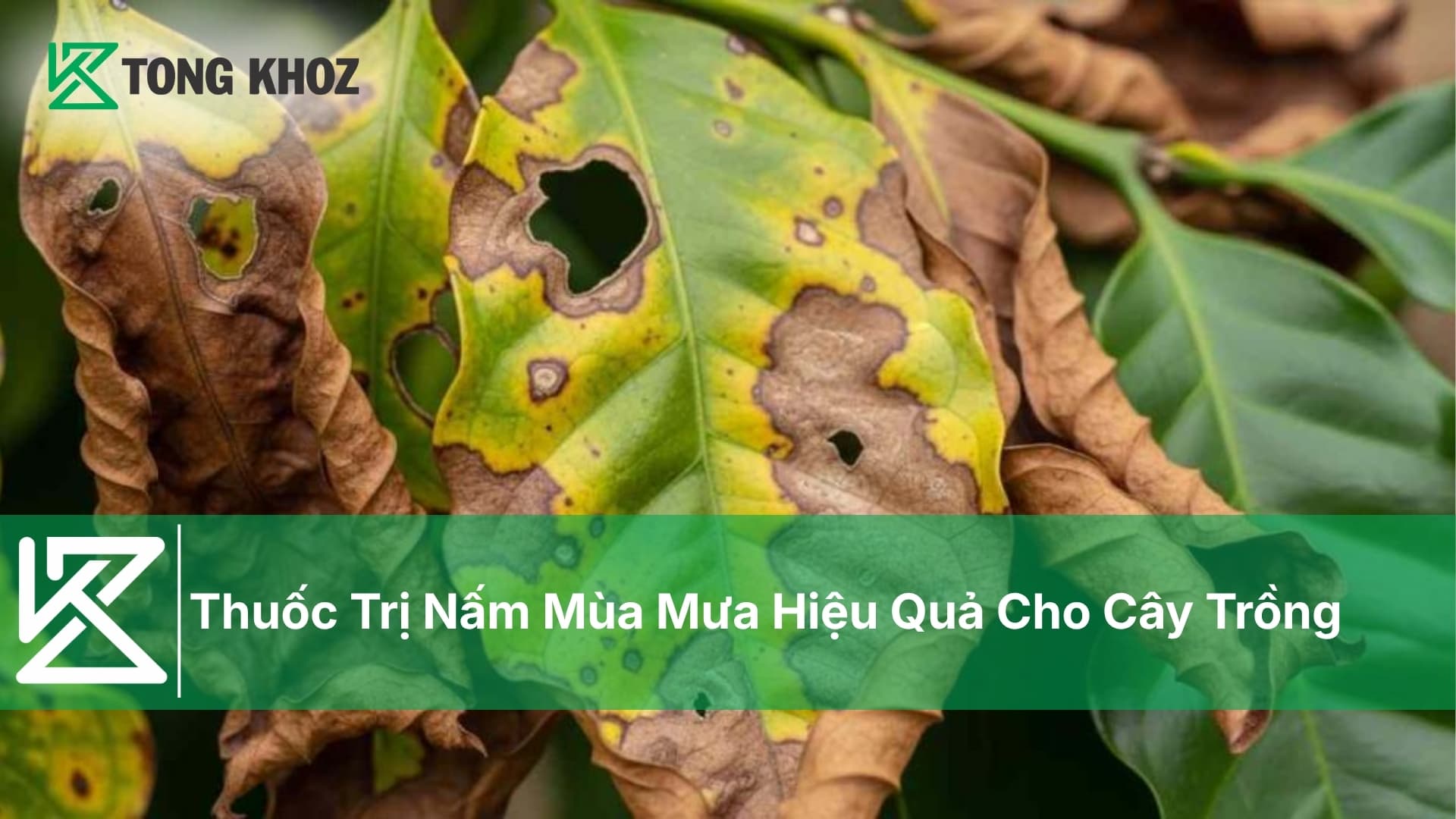 Thuốc Trị Nấm Mùa Mưa Hiệu Quả Cho Cây Trồng
