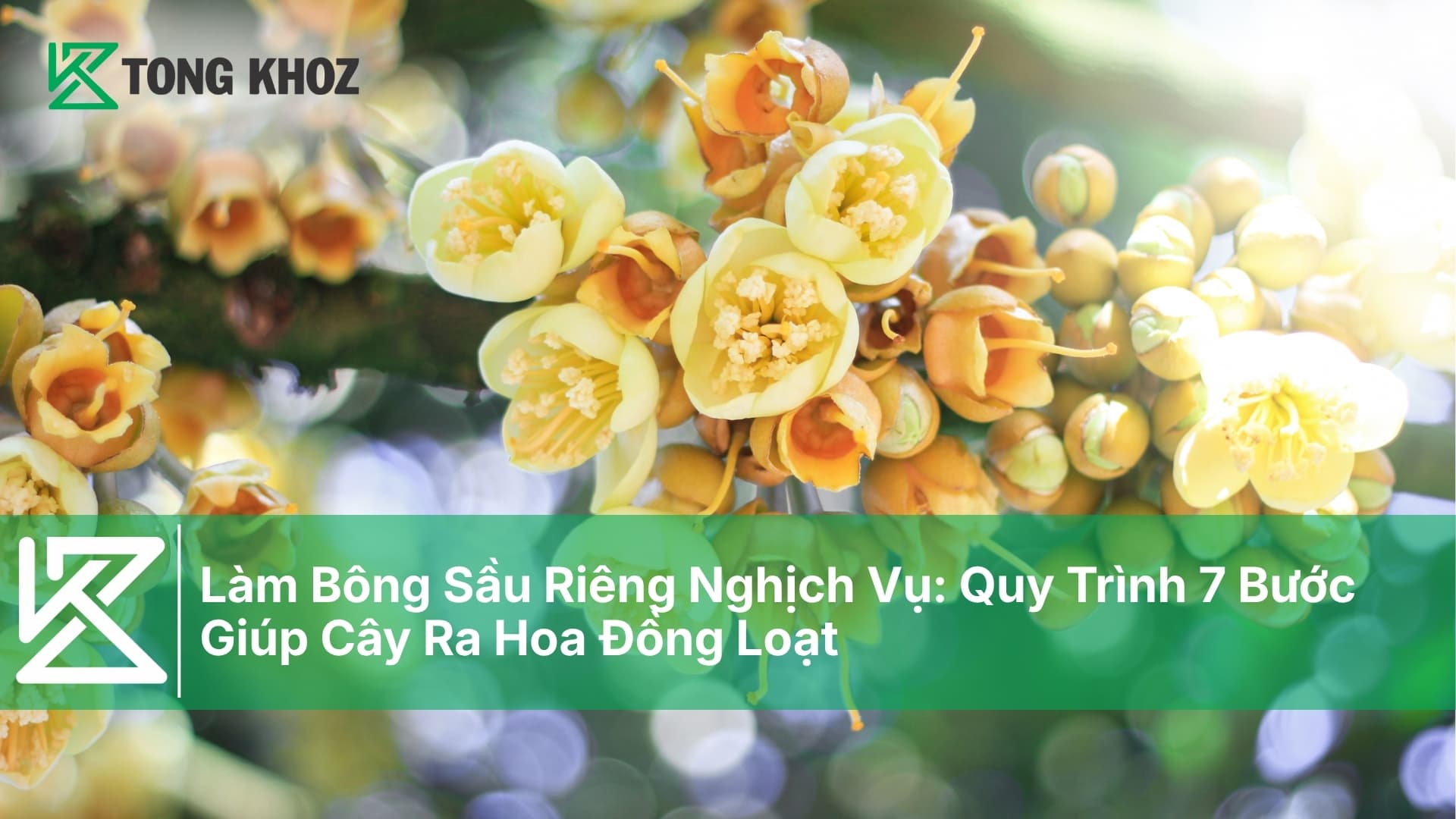 Làm Bông Sầu Riêng Nghịch Vụ: Quy Trình 7 Bước Giúp Cây Ra Hoa Đồng Loạt