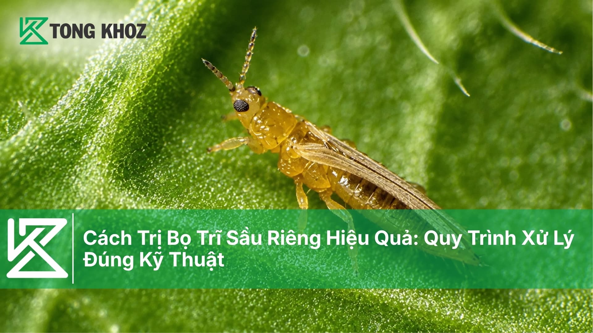 Cách Trị Bọ Trĩ Sầu Riêng Hiệu Quả: Quy Trình Xử Lý Đúng Kỹ Thuật