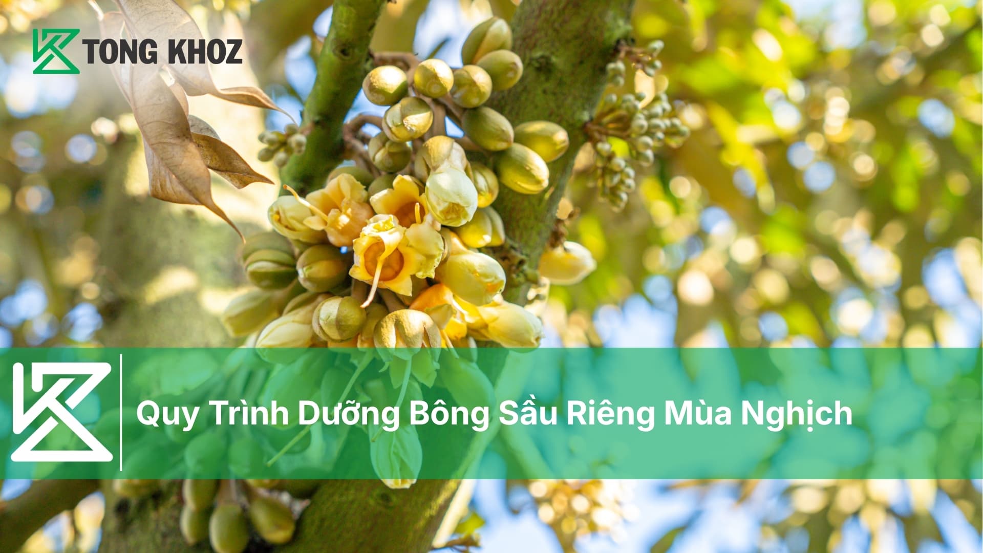 Quy Trình Dưỡng Bông Sầu Riêng Mùa Nghịch