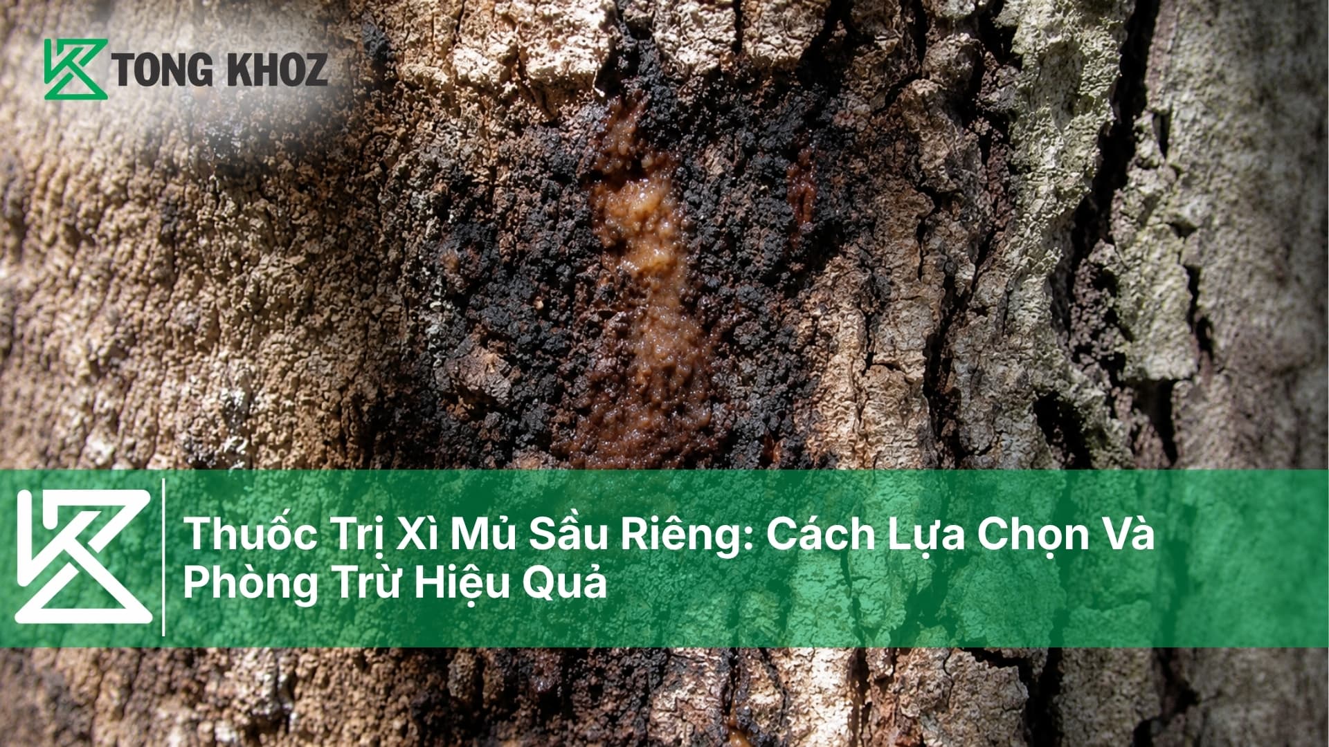 Thuốc Trị Xì Mủ Sầu Riêng: Cách Lựa Chọn Và Phòng Trừ Hiệu Quả