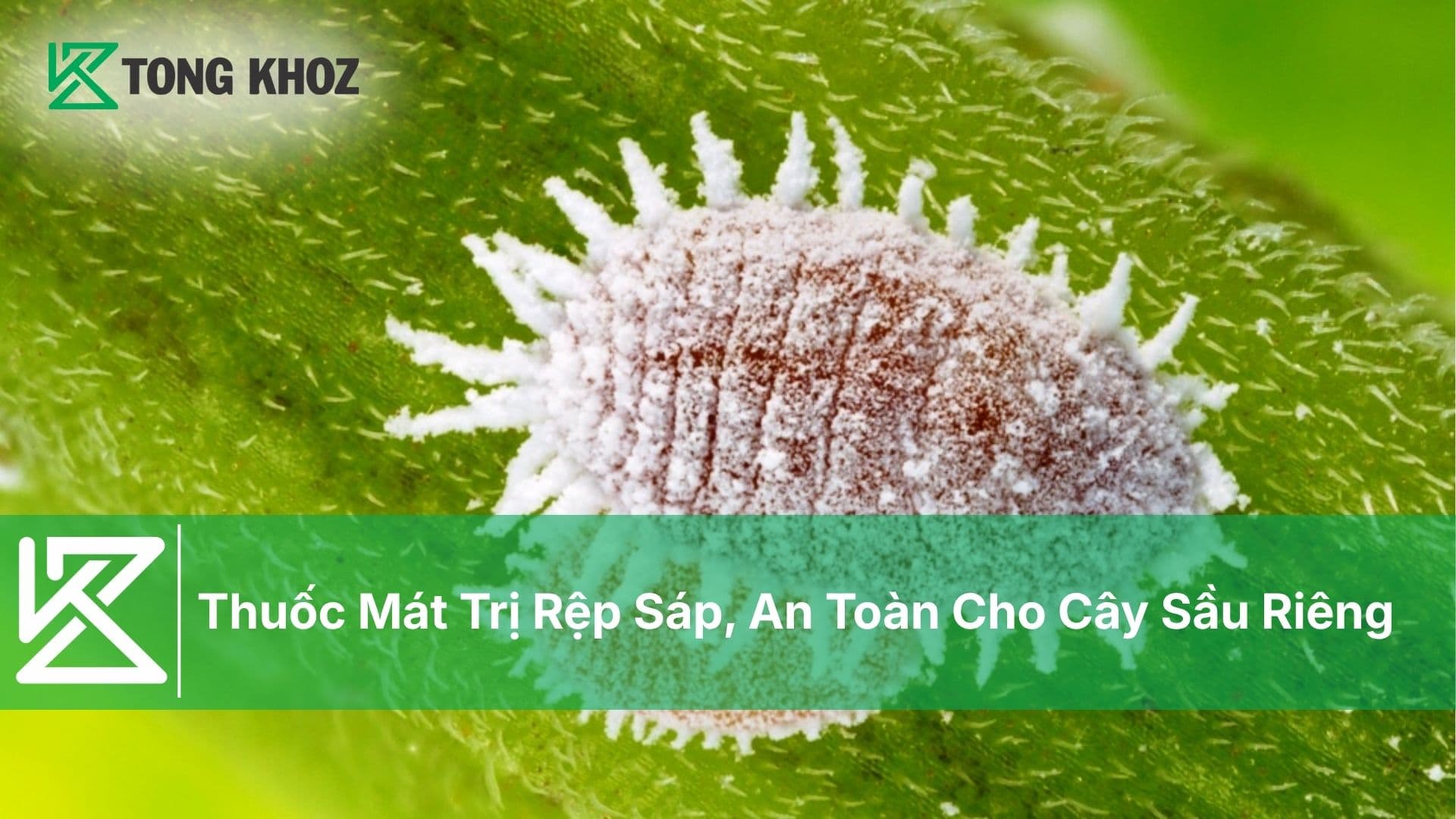 Thuốc Mát Trị Rệp Sáp, An Toàn Cho Cây Sầu Riêng
