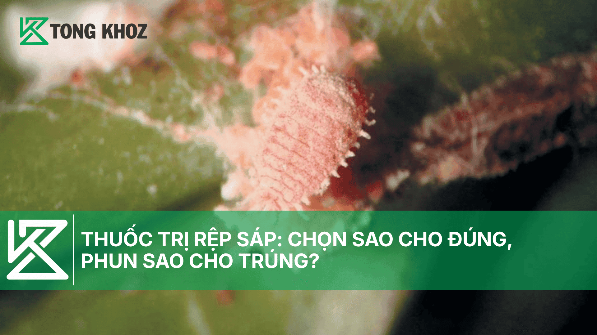 THUỐC TRỊ RỆP SÁP: CHỌN SAO CHO ĐÚNG, PHUN SAO CHO TRÚNG?