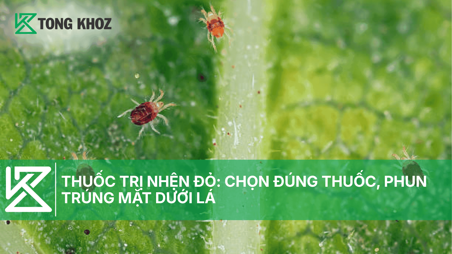 THUỐC TRỊ NHỆN ĐỎ: CHỌN ĐÚNG THUỐC, PHUN TRÚNG MẶT DƯỚI LÁ