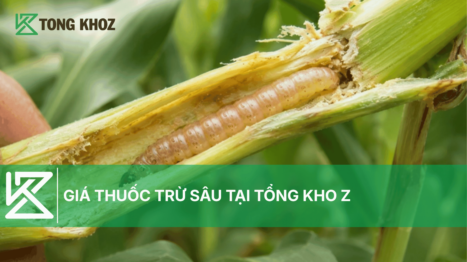 GIÁ THUỐC TRỪ SÂU TẠI TỔNG KHO Z