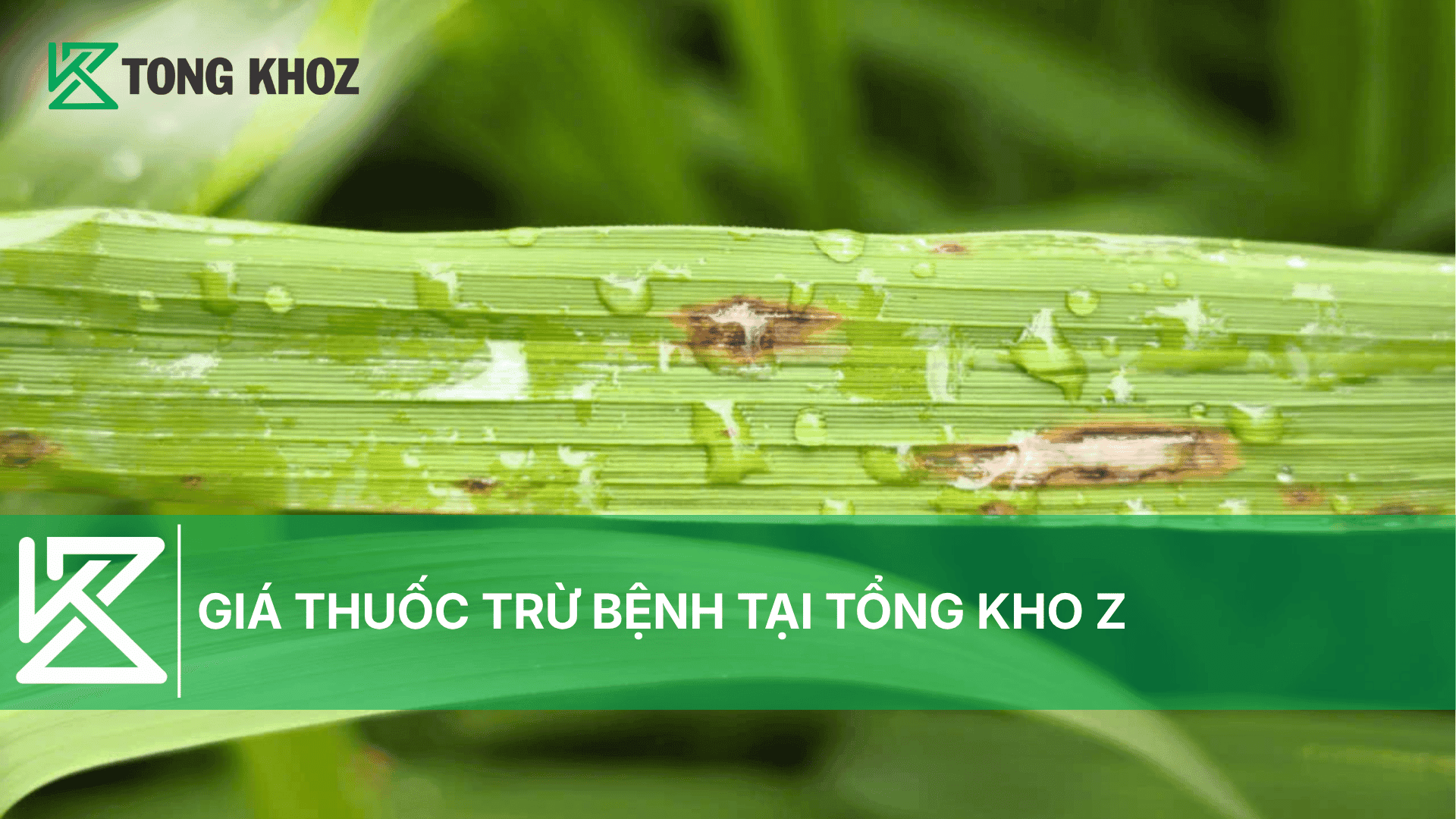 GIÁ THUỐC TRỪ BỆNH TẠI TỔNG KHO Z