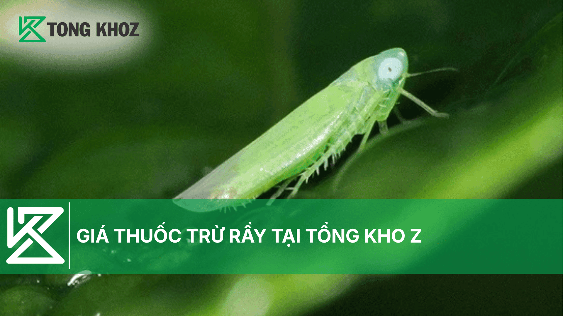 GIÁ THUỐC TRỪ RẦY TẠI TỔNG KHO Z