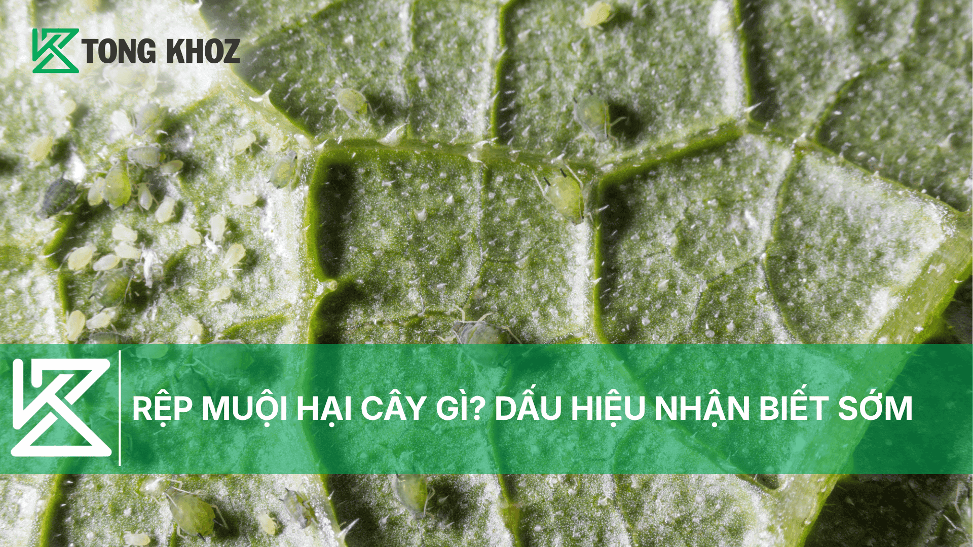 RỆP MUỘI HẠI CÂY GÌ? DẤU HIỆU NHẬN BIẾT SỚM