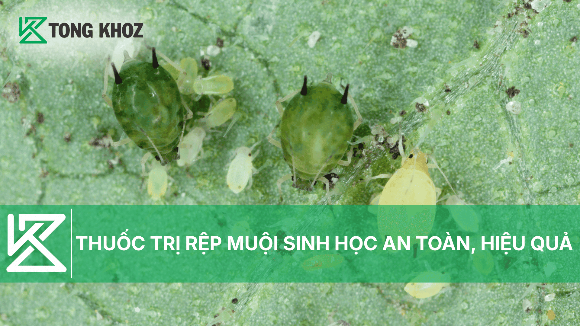 THUỐC TRỊ RỆP MUỘI SINH HỌC AN TOÀN, HIỆU QUẢ