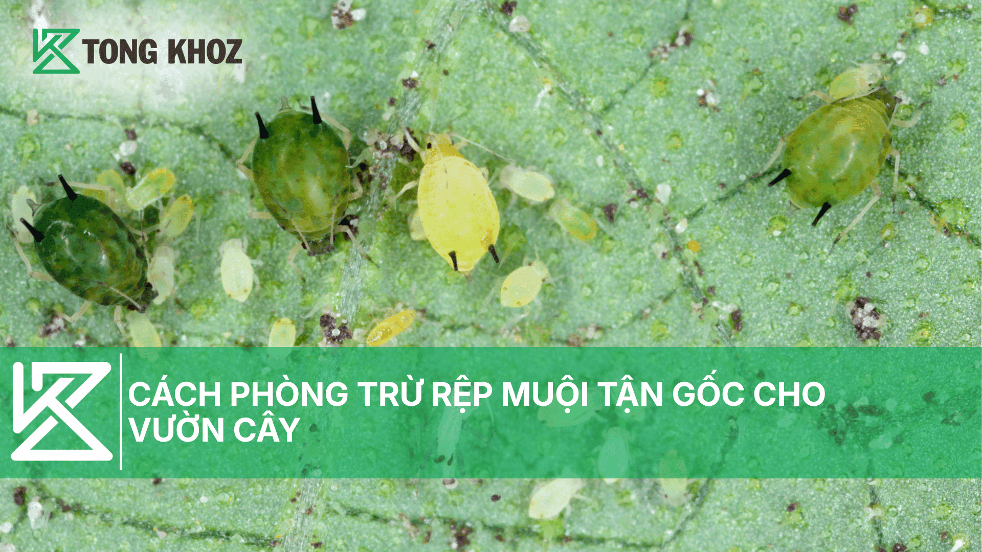 CÁCH PHÒNG TRỪ RỆP MUỘI TẬN GỐC CHO VƯỜN CÂY
