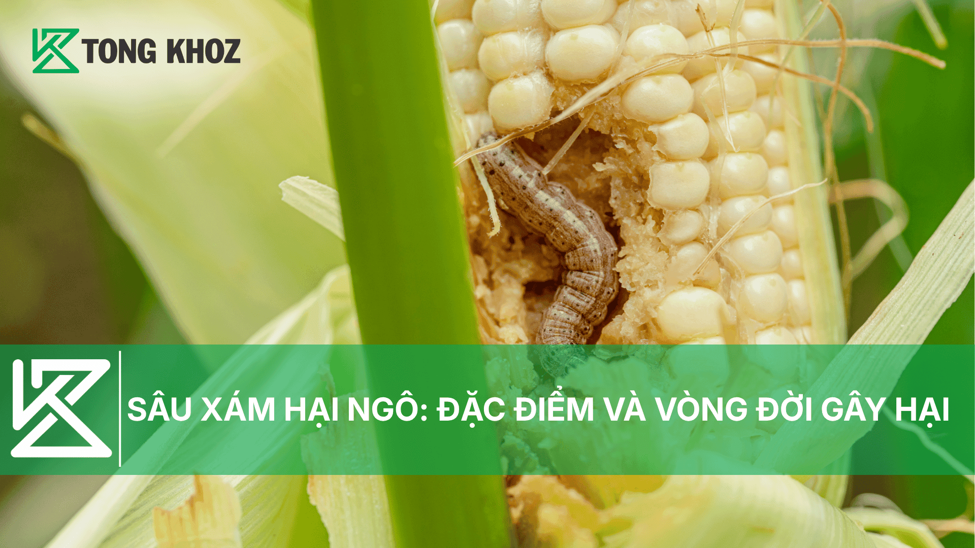 SÂU XÁM HẠI NGÔ: ĐẶC ĐIỂM VÀ VÒNG ĐỜI GÂY HẠI
