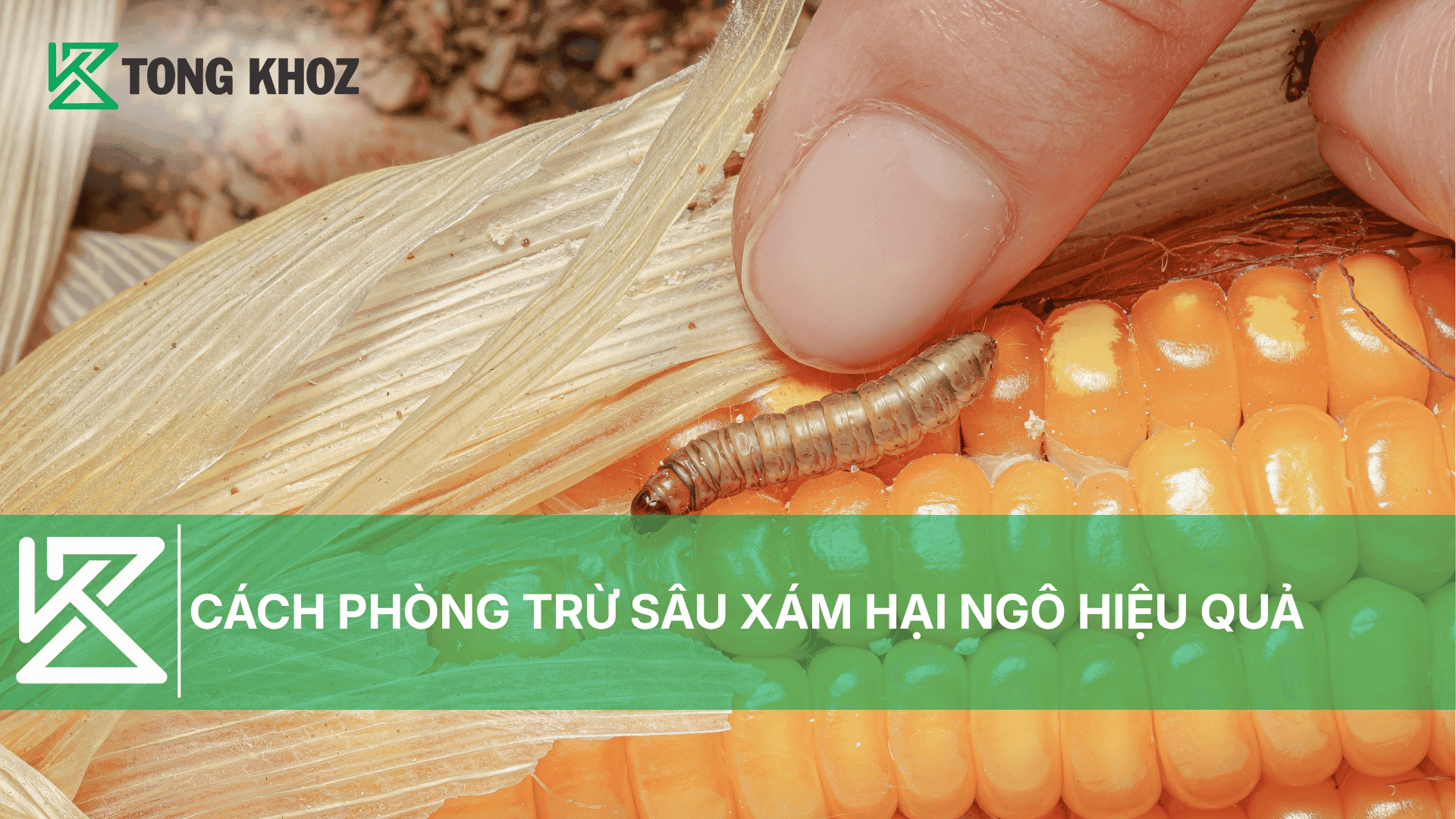 CÁCH PHÒNG TRỪ SÂU XÁM HẠI NGÔ HIỆU QUẢ