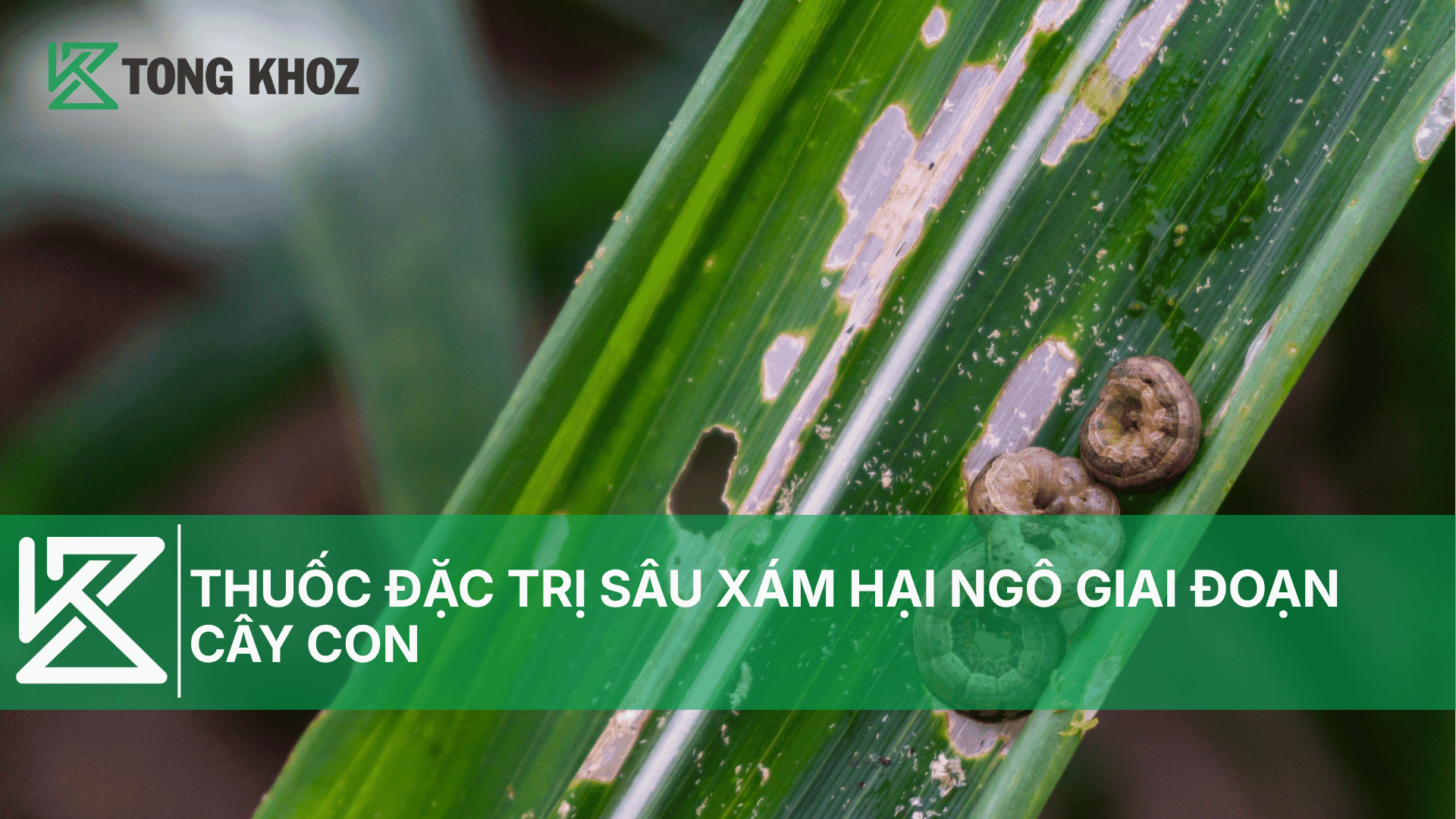 THUỐC TRỊ SÂU XÁM HẠI NGÔ GIAI ĐOẠN CÂY CON