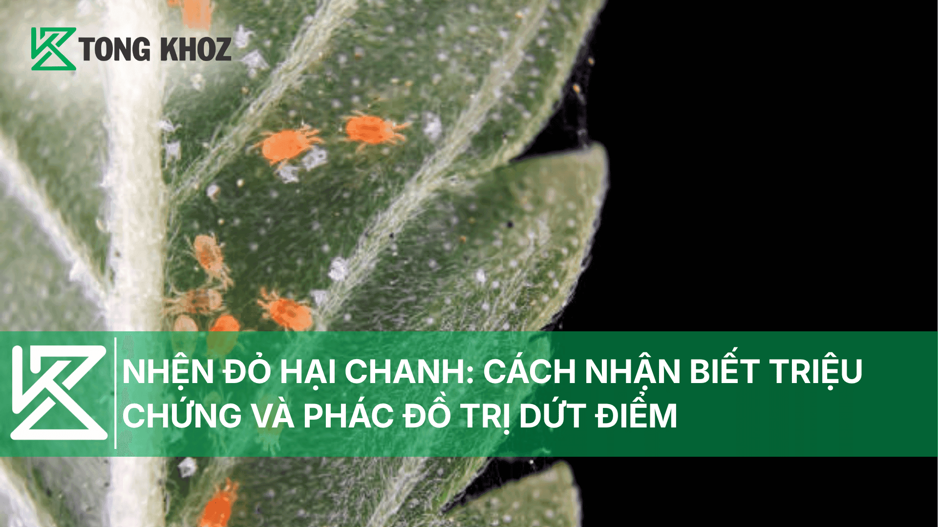 NHỆN ĐỎ HẠI CHANH: CÁCH NHẬN BIẾT TRIỆU CHỨNG VÀ PHÁC ĐỒ TRỊ HIỆU QUẢ