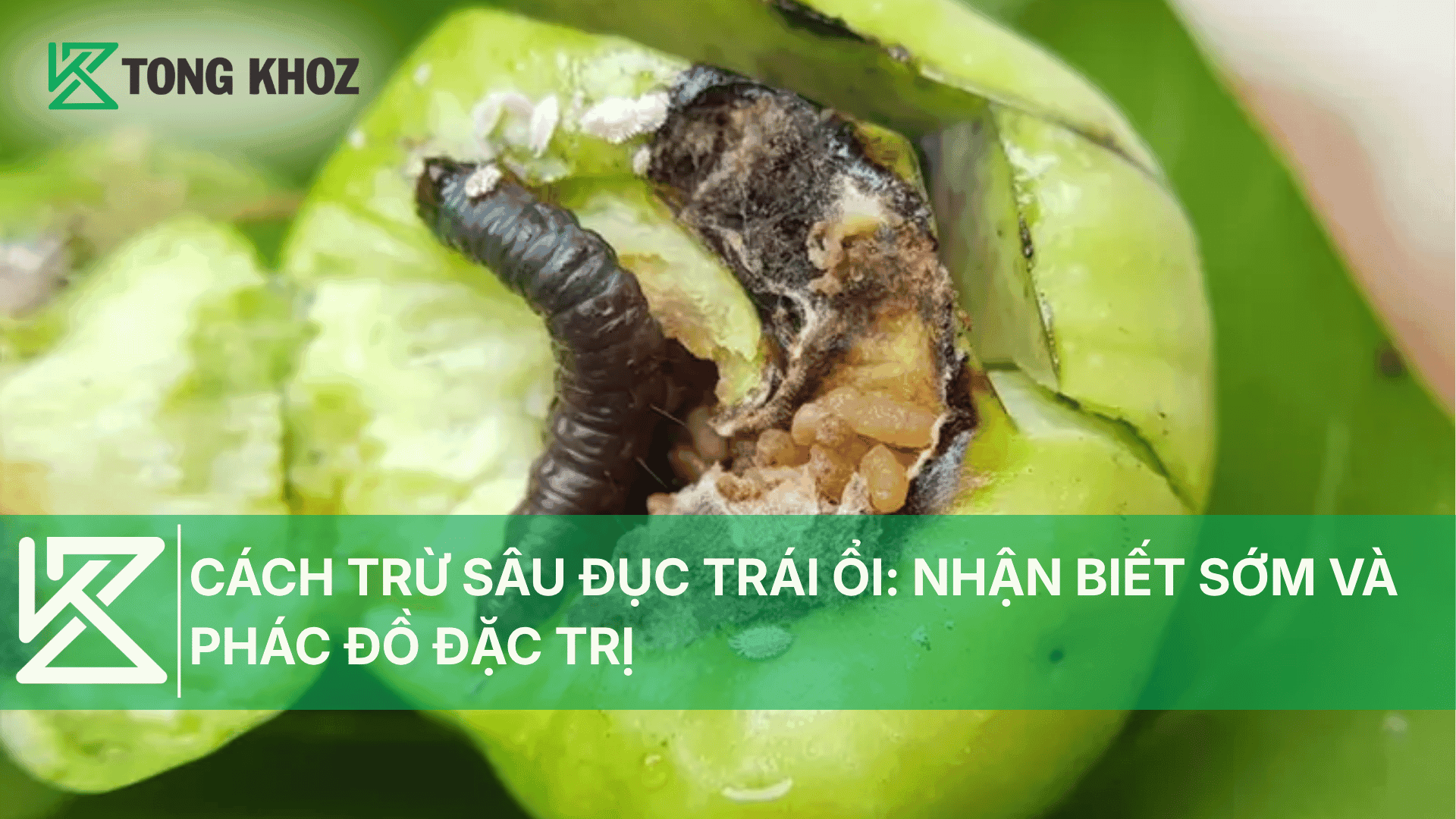 CÁCH TRỪ SÂU ĐỤC TRÁI ỔI: NHẬN BIẾT SỚM VÀ PHÁC ĐỒ PHÙ HỢP