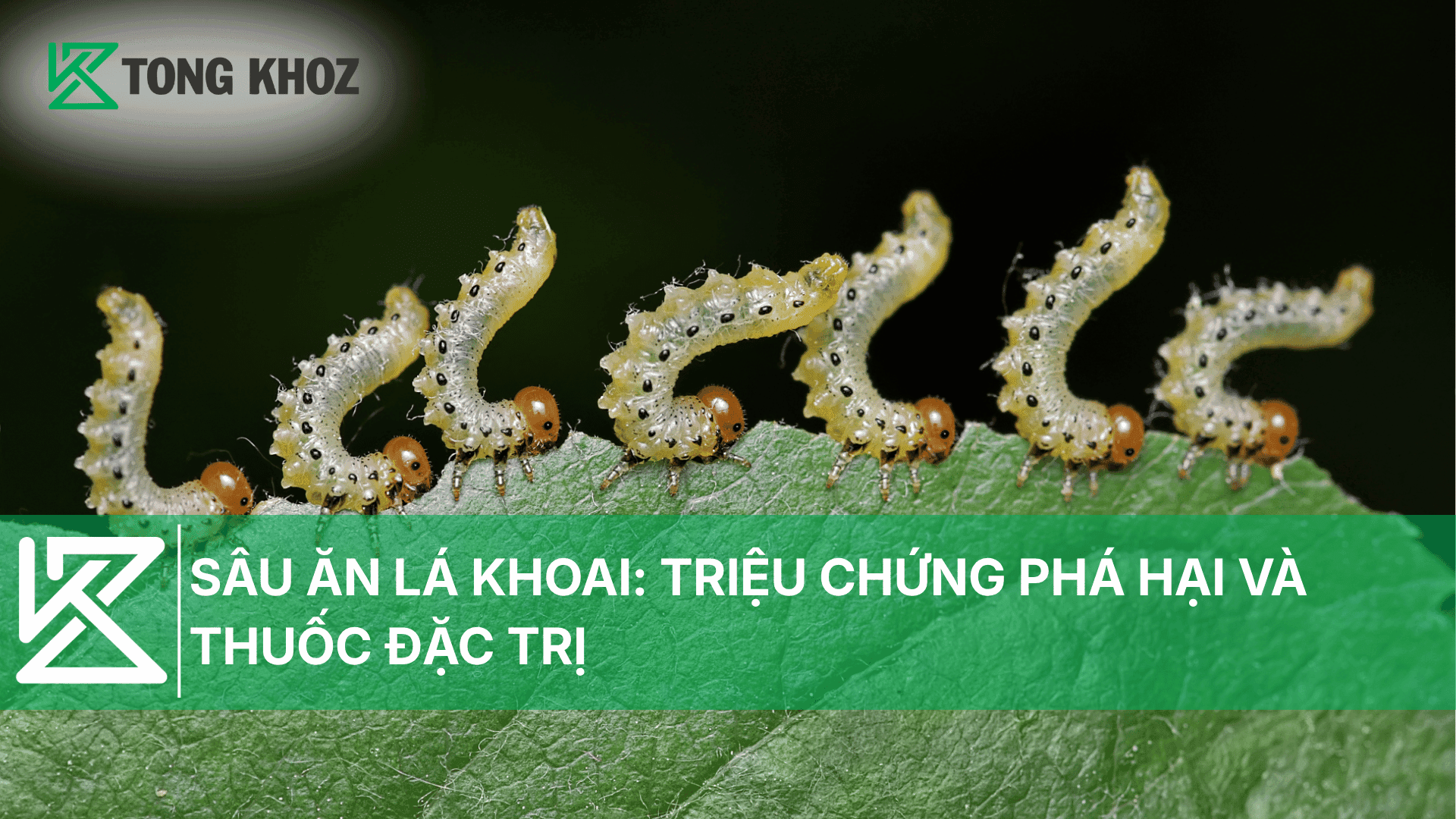 SÂU ĂN LÁ KHOAI: TRIỆU CHỨNG PHÁ HẠI VÀ THUỐC PHÙ HỢP
