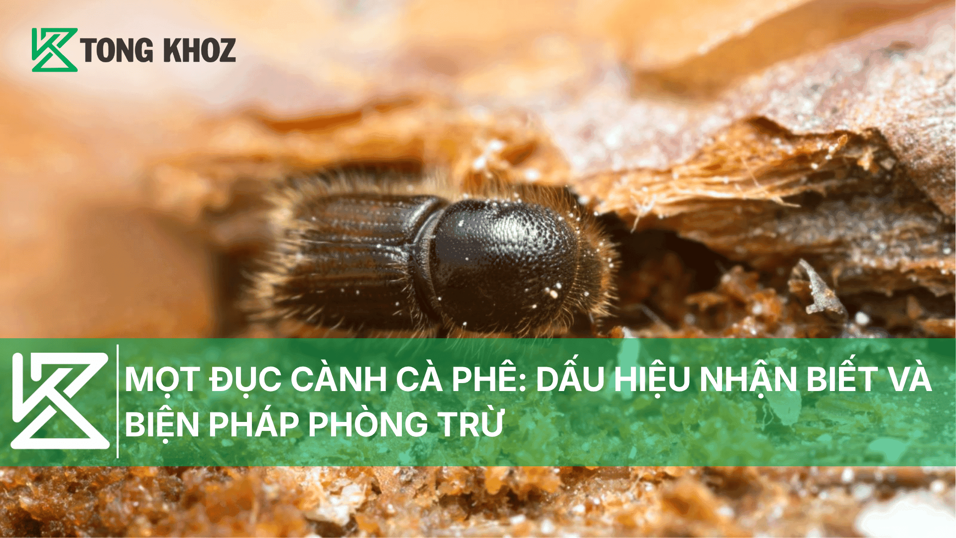 MỌT ĐỤC CÀNH CÀ PHÊ: DẤU HIỆU NHẬN BIẾT VÀ BIỆN PHÁP PHÒNG TRỪ