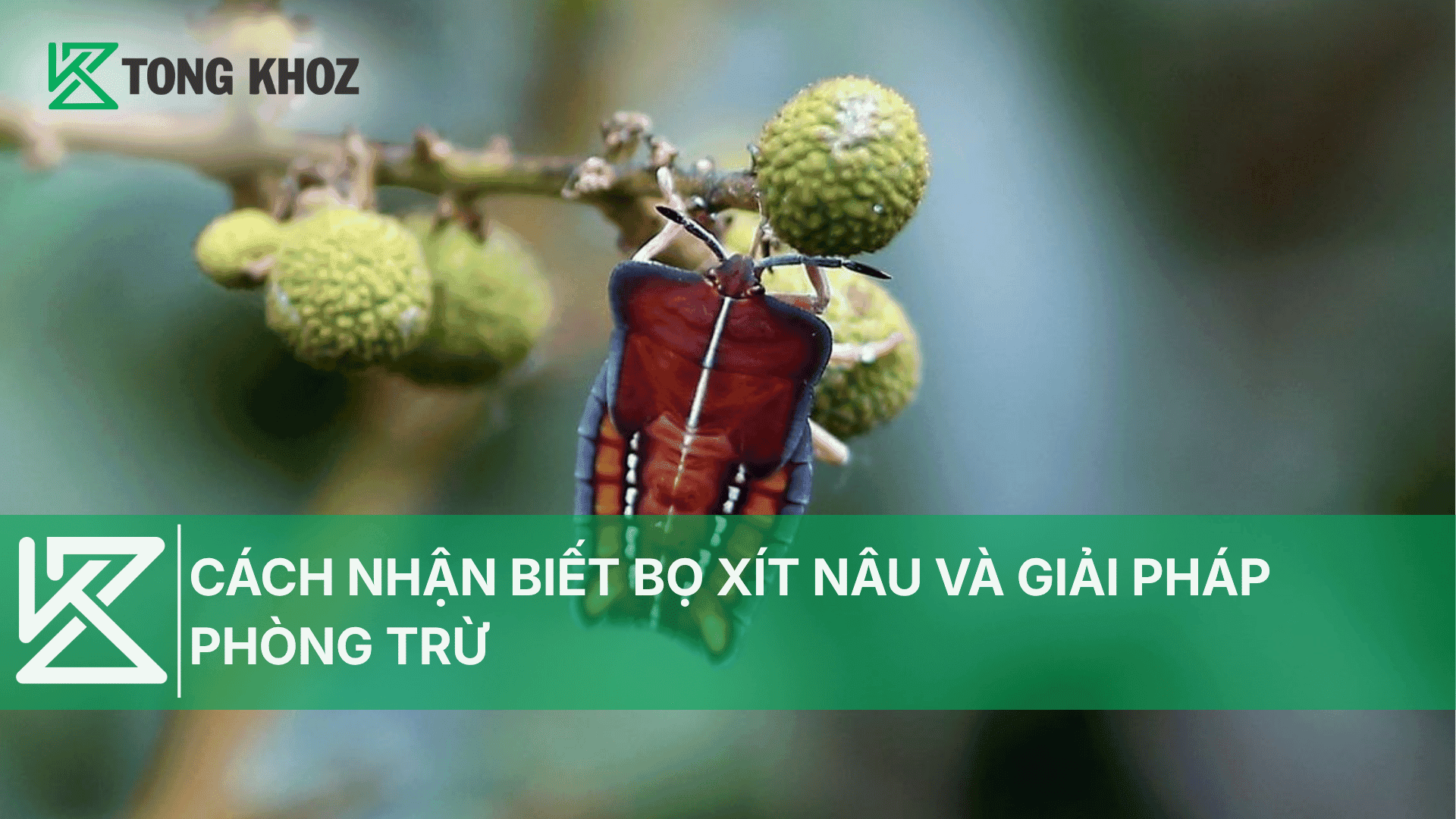CÁCH NHẬN BIẾT BỌ XÍT NÂU VÀ GIẢI PHÁP PHÒNG TRỪ