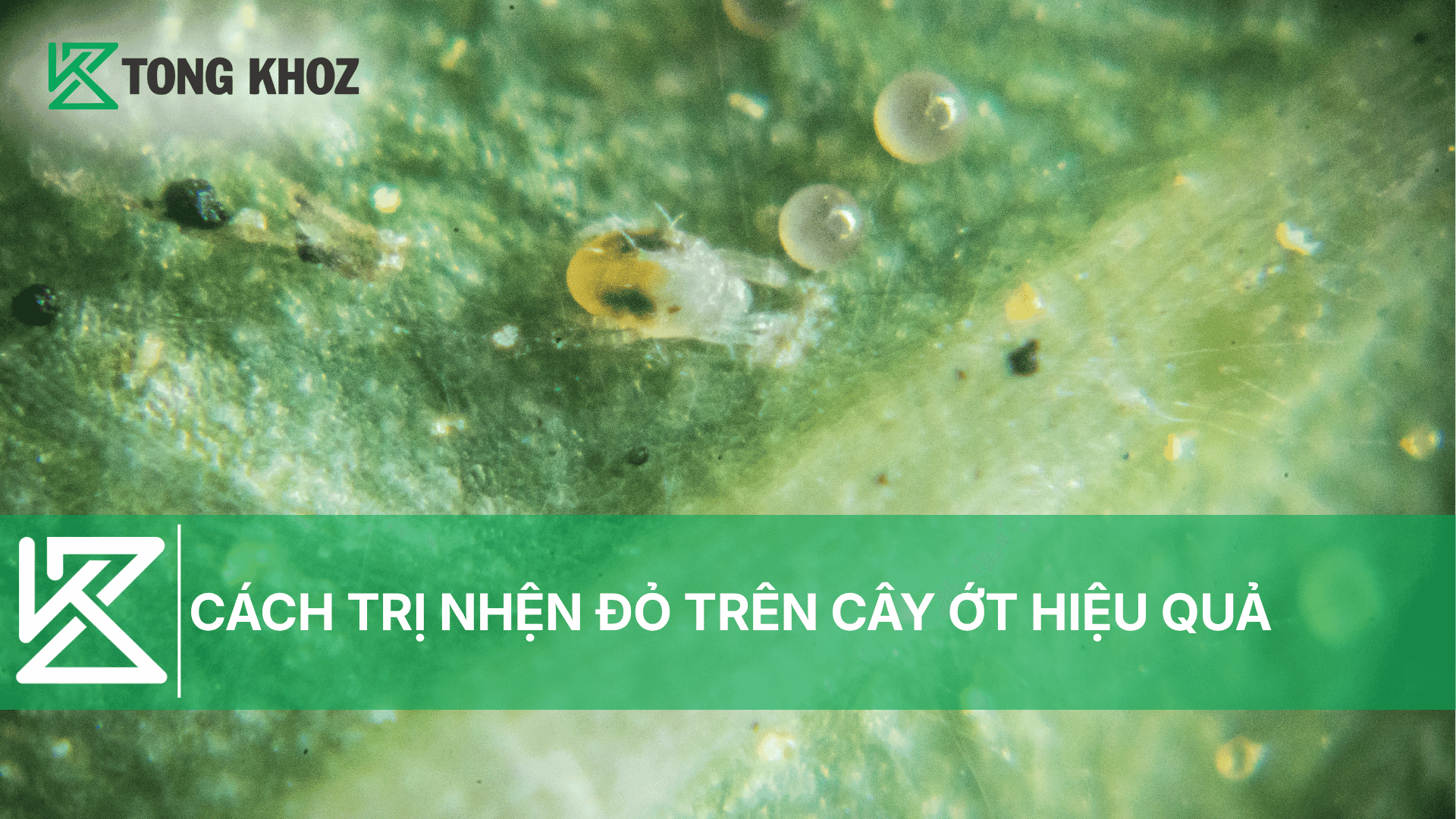 CÁCH TRỊ NHỆN ĐỎ TRÊN CÂY ỚT HIỆU QUẢ
