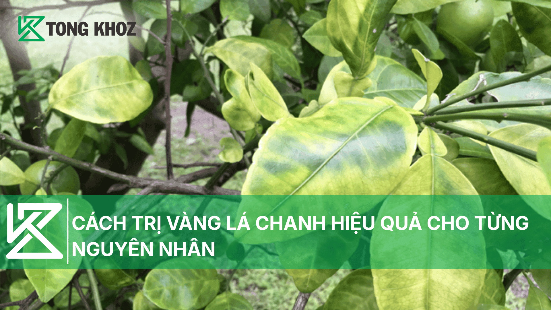 CÁCH TRỊ VÀNG LÁ CHANH HIỆU QUẢ CHO TỪNG NGUYÊN NHÂN