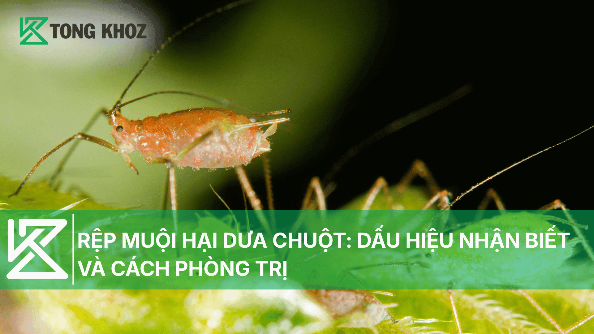 RỆP MUỘI HẠI DƯA CHUỘT: DẤU HIỆU NHẬN BIẾT VÀ CÁCH PHÒNG TRỊ