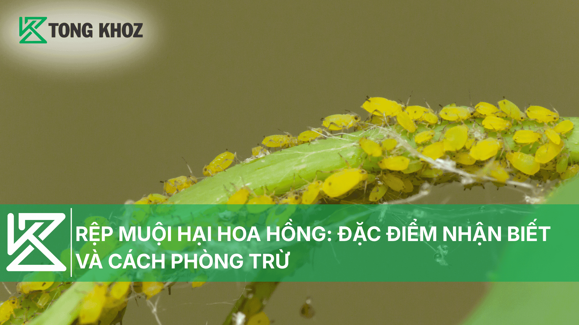RỆP MUỘI HẠI HOA HỒNG: ĐẶC ĐIỂM NHẬN BIẾT VÀ CÁCH PHÒNG TRỪ