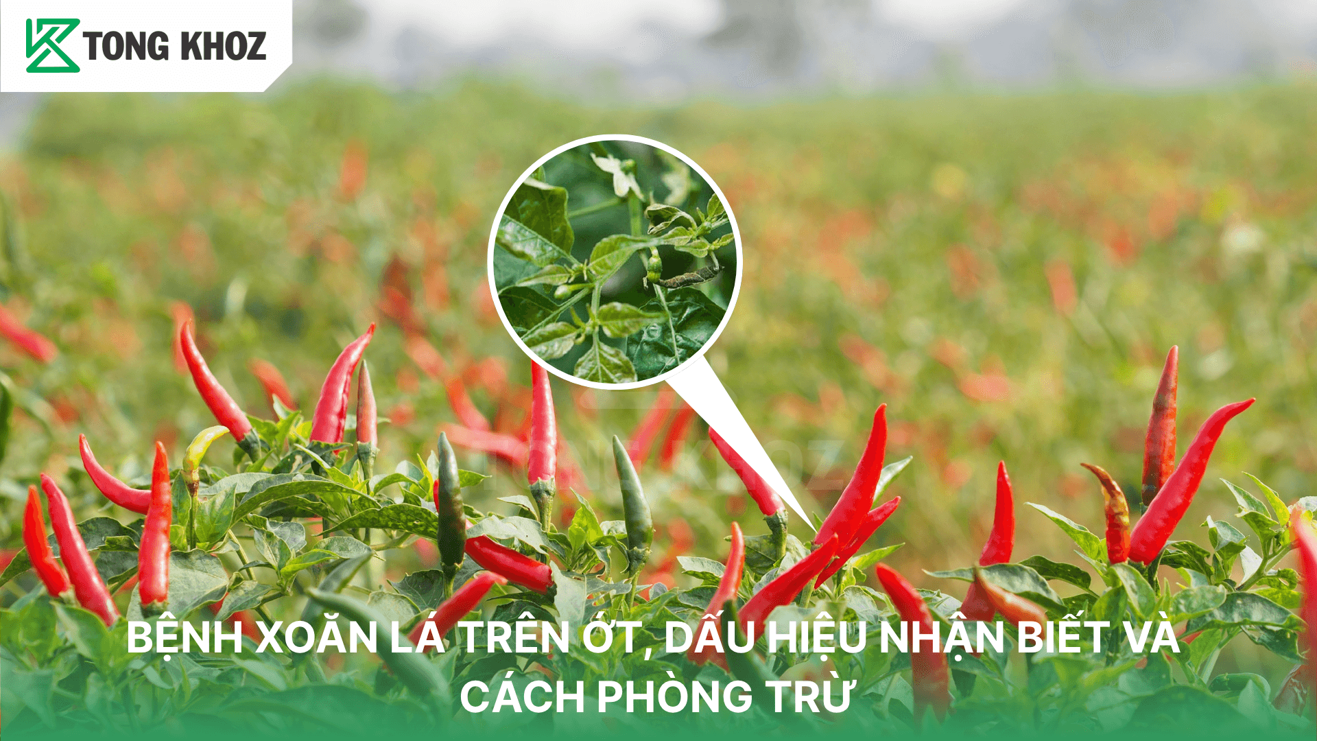 BỆNH XOĂN LÁ TRÊN ỚT, DẤU HIỆU NHẬN BIẾT VÀ CÁCH PHÒNG TRỪ