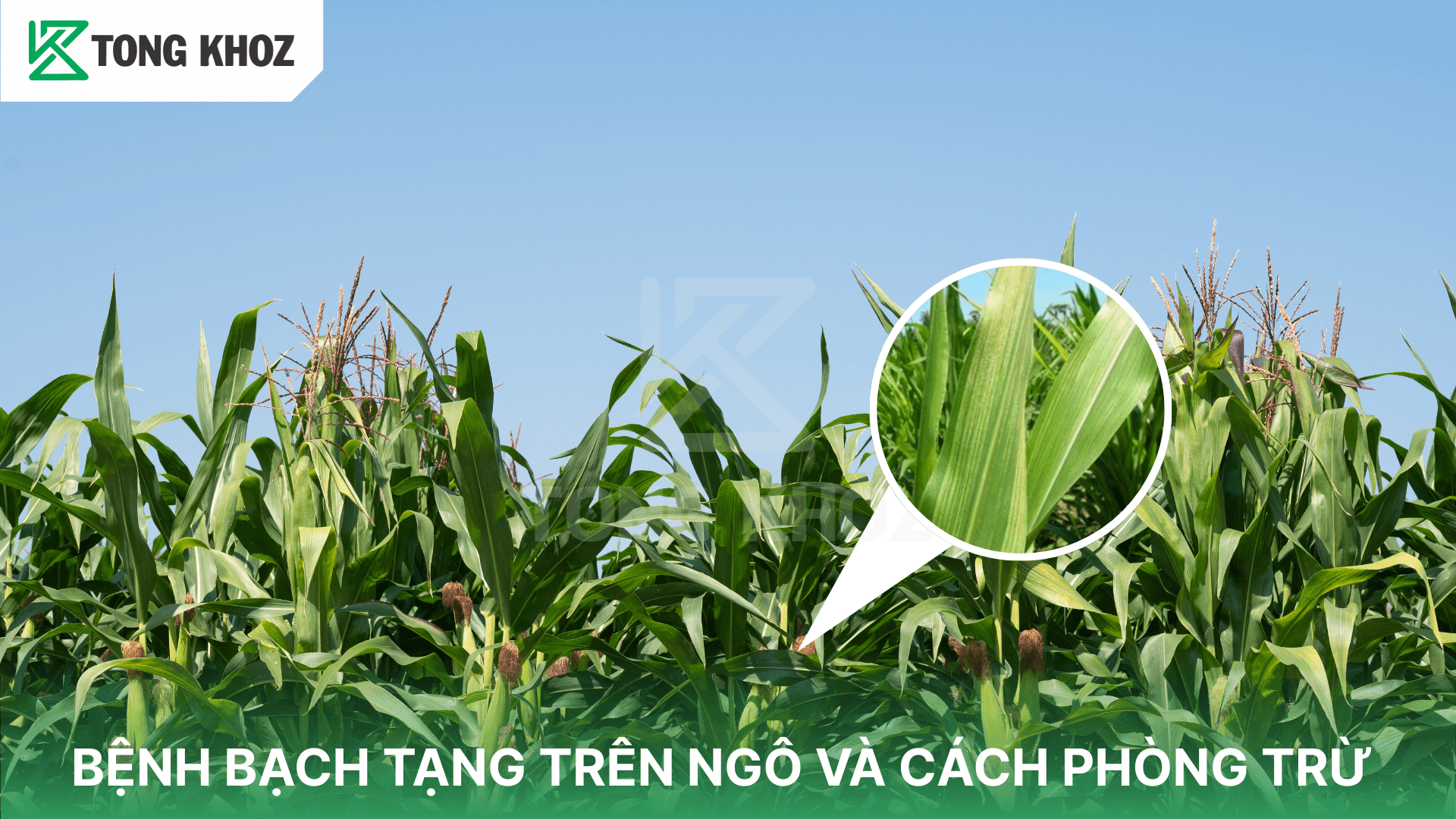 BỆNH BẠCH TẠNG TRÊN NGÔ VÀ CÁCH PHÒNG TRỪ