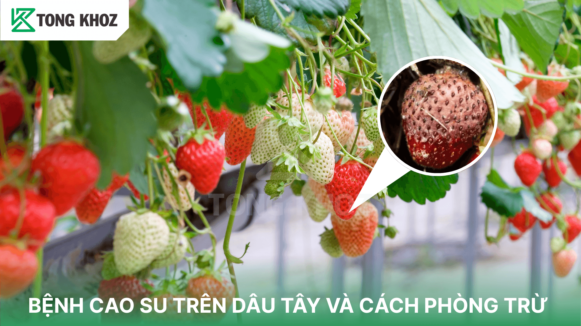 BỆNH CAO SU TRÊN DÂU TÂY VÀ CÁCH PHÒNG TRỪ