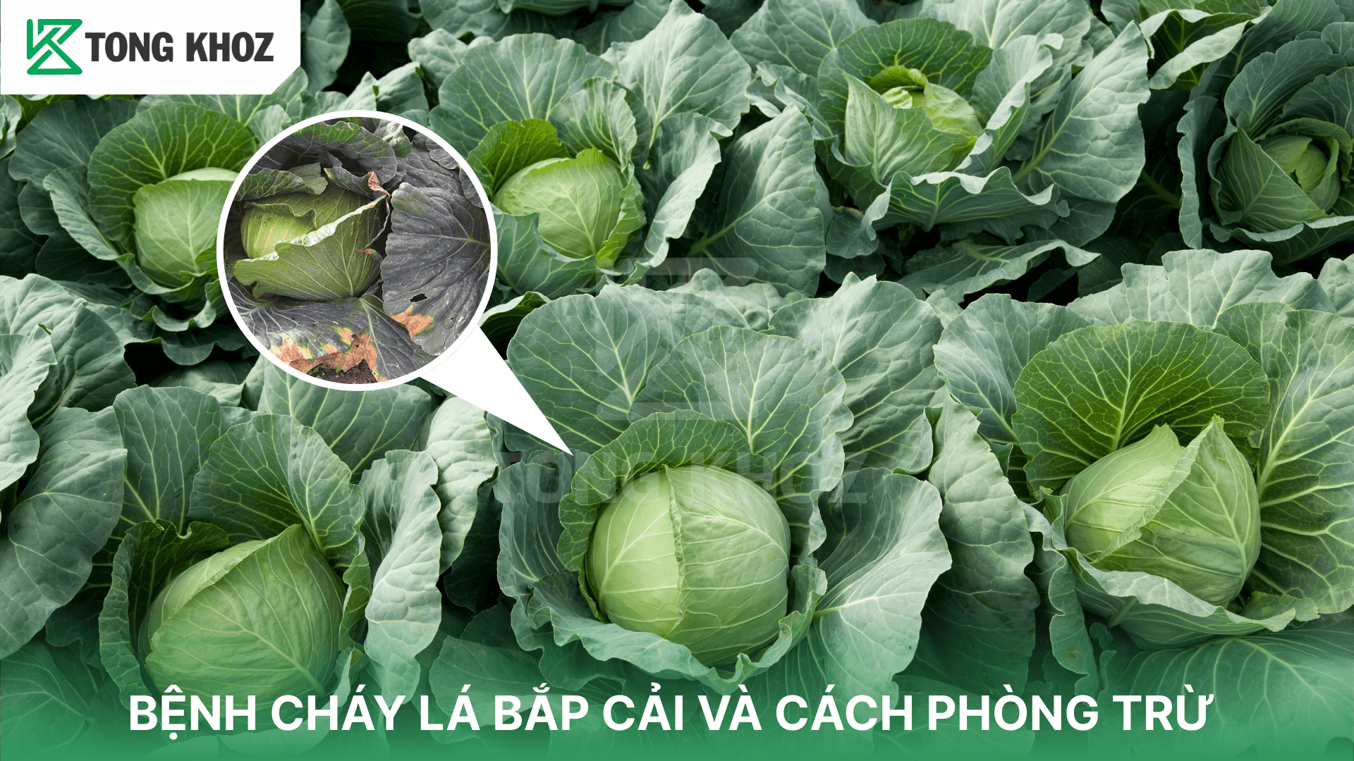 BỆNH CHÁY LÁ BẮP CẢI VÀ CÁCH PHÒNG TRỪ