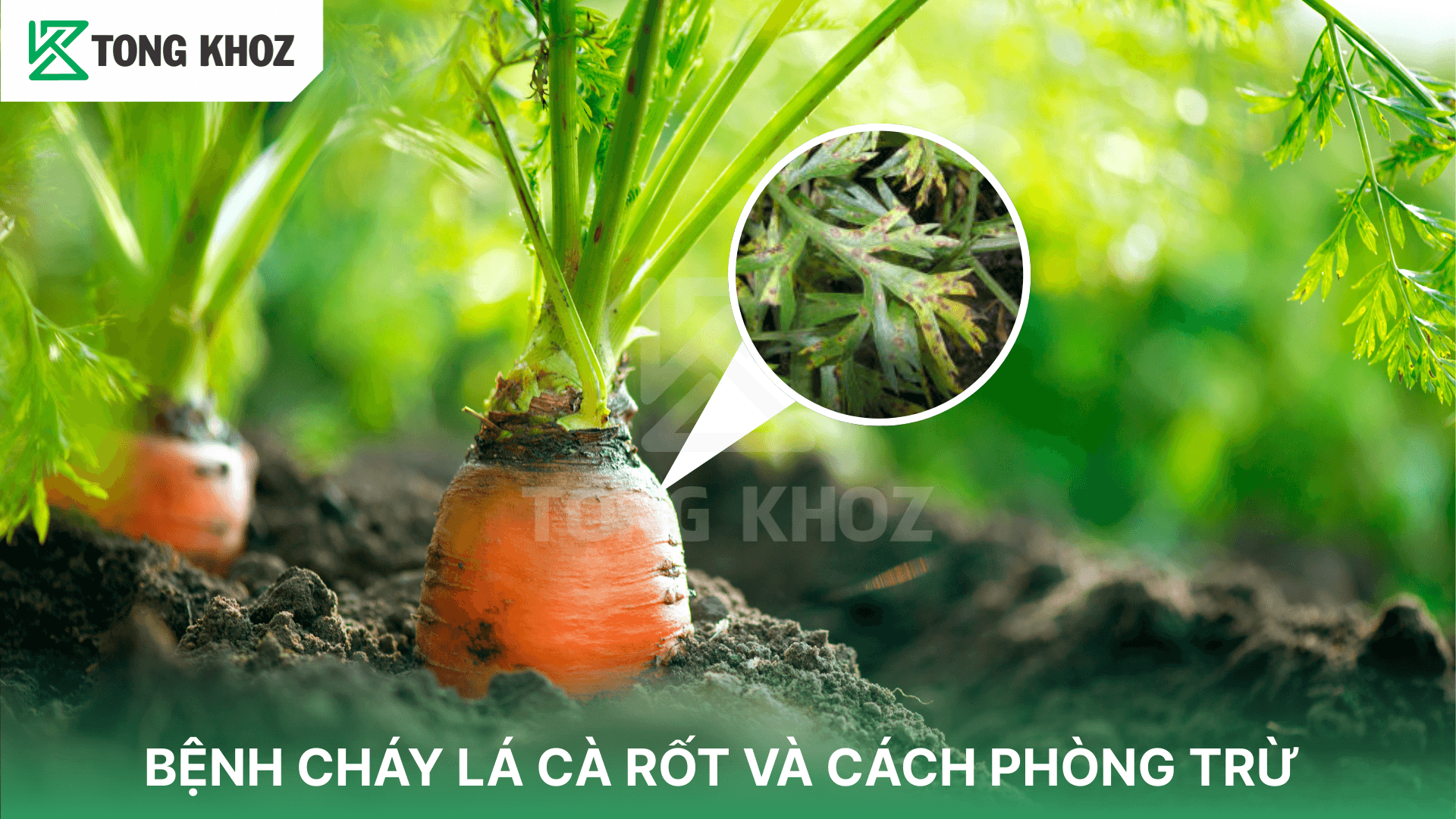 BỆNH CHÁY LÁ CÀ RỐT VÀ CÁCH PHÒNG TRỪ