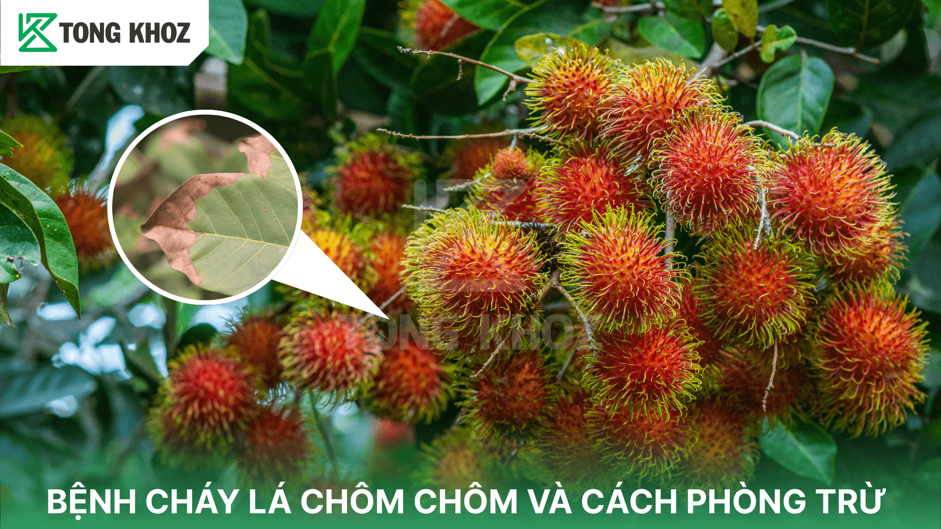BỆNH CHÁY LÁ CHÔM CHÔM VÀ CÁCH PHÒNG TRỪ