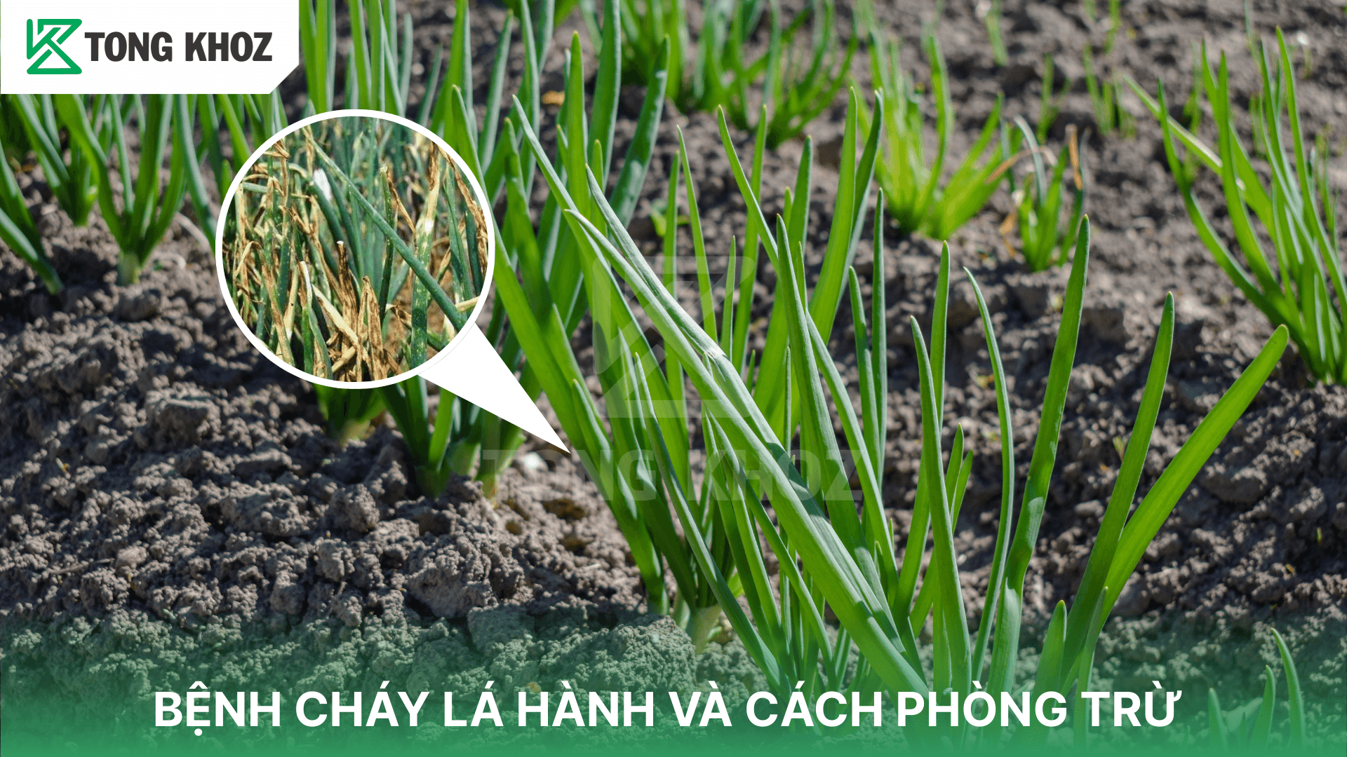 BỆNH CHÁY LÁ HÀNH VÀ CÁCH PHÒNG TRỪ