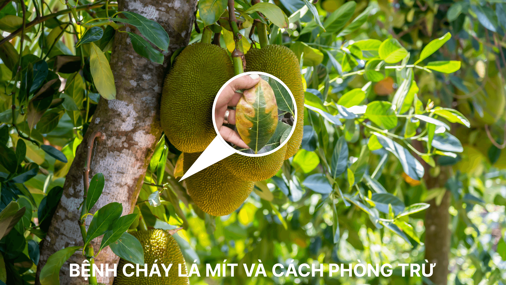 BỆNH CHÁY LÁ MÍT VÀ CÁCH PHÒNG TRỪ
