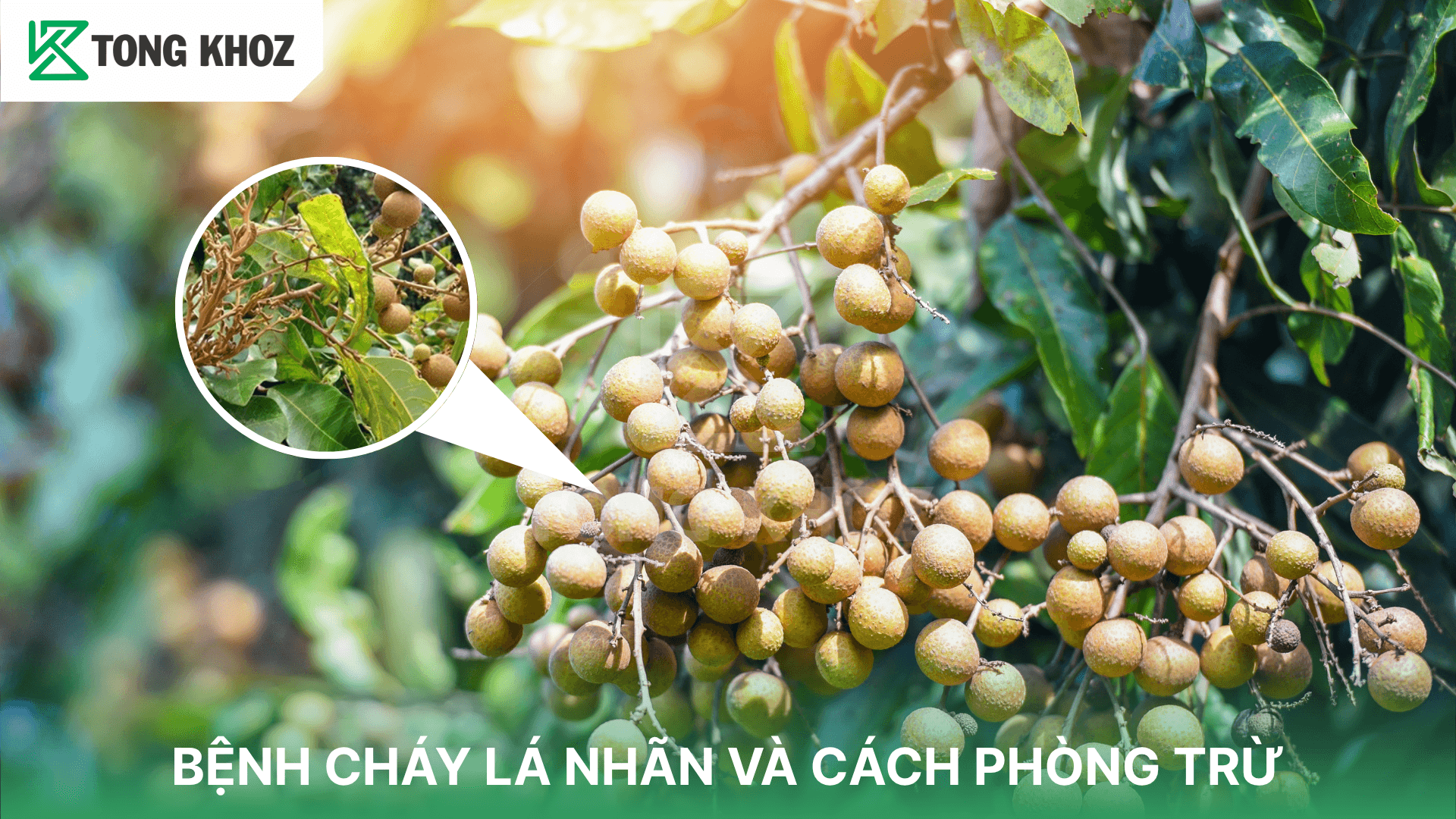 BỆNH CHÁY LÁ NHÃN VÀ CÁCH PHÒNG TRỪ