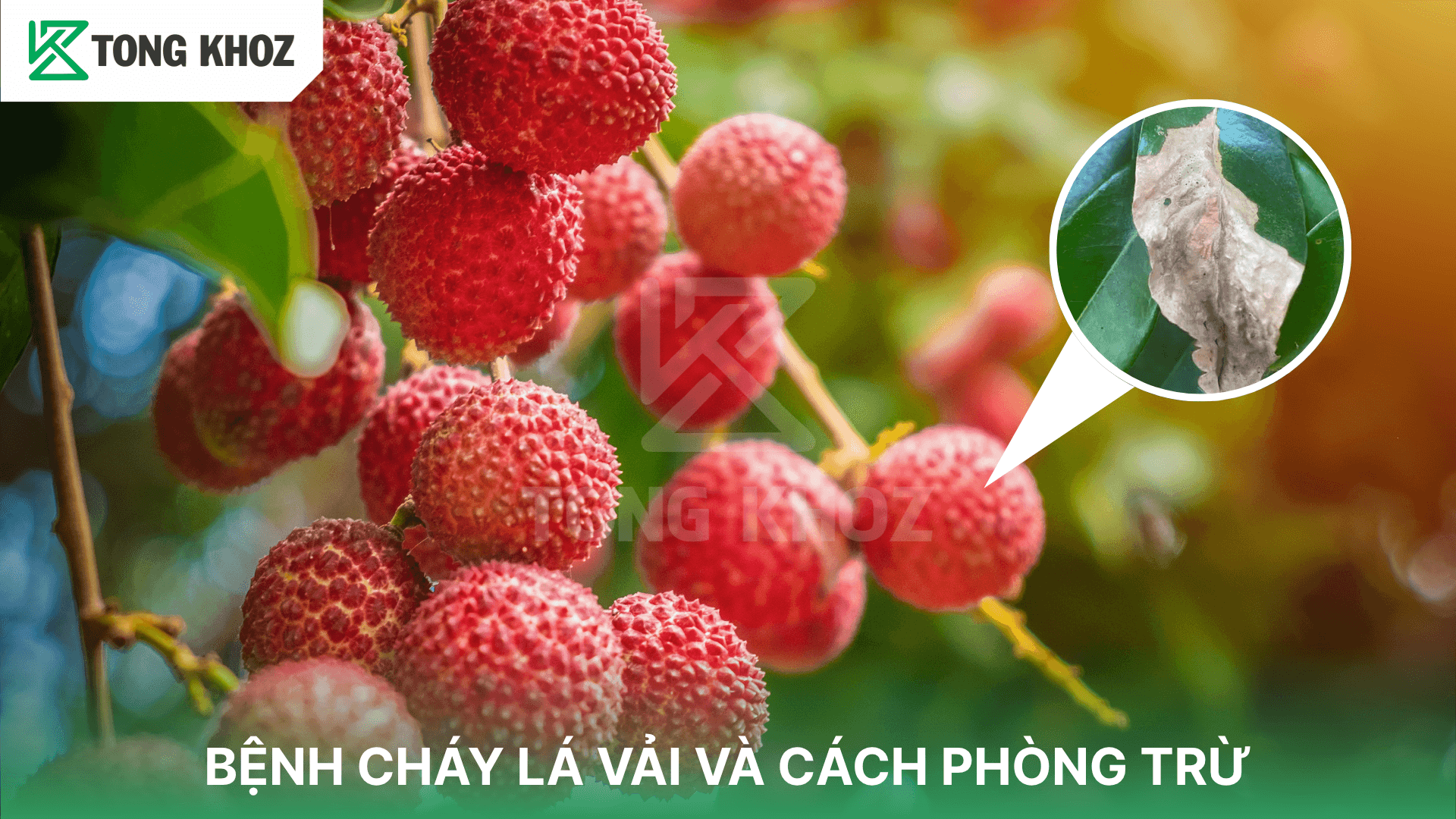 BỆNH CHÁY LÁ VẢI VÀ CÁCH PHÒNG TRỪ