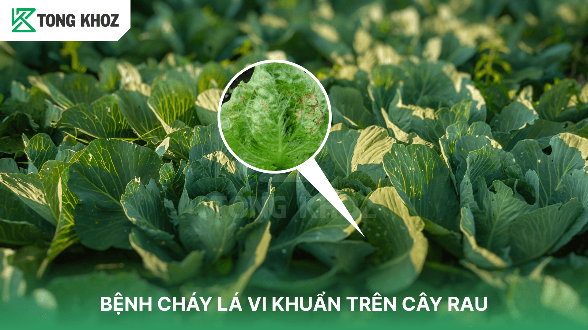 BỆNH CHÁY LÁ VI KHUẨN TRÊN CÂY RAU