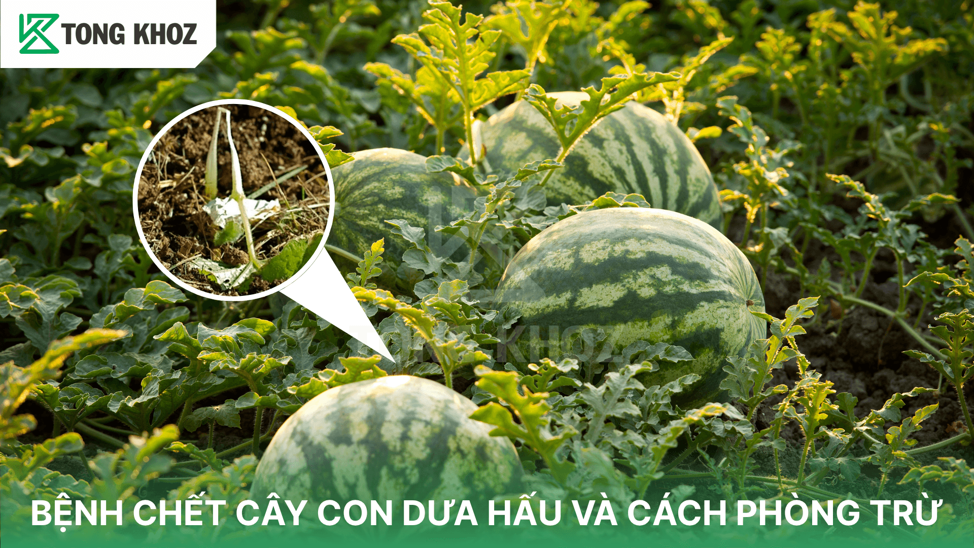 BỆNH CHẾT CÂY CON DƯA HẤU VÀ CÁCH PHÒNG TRỪ