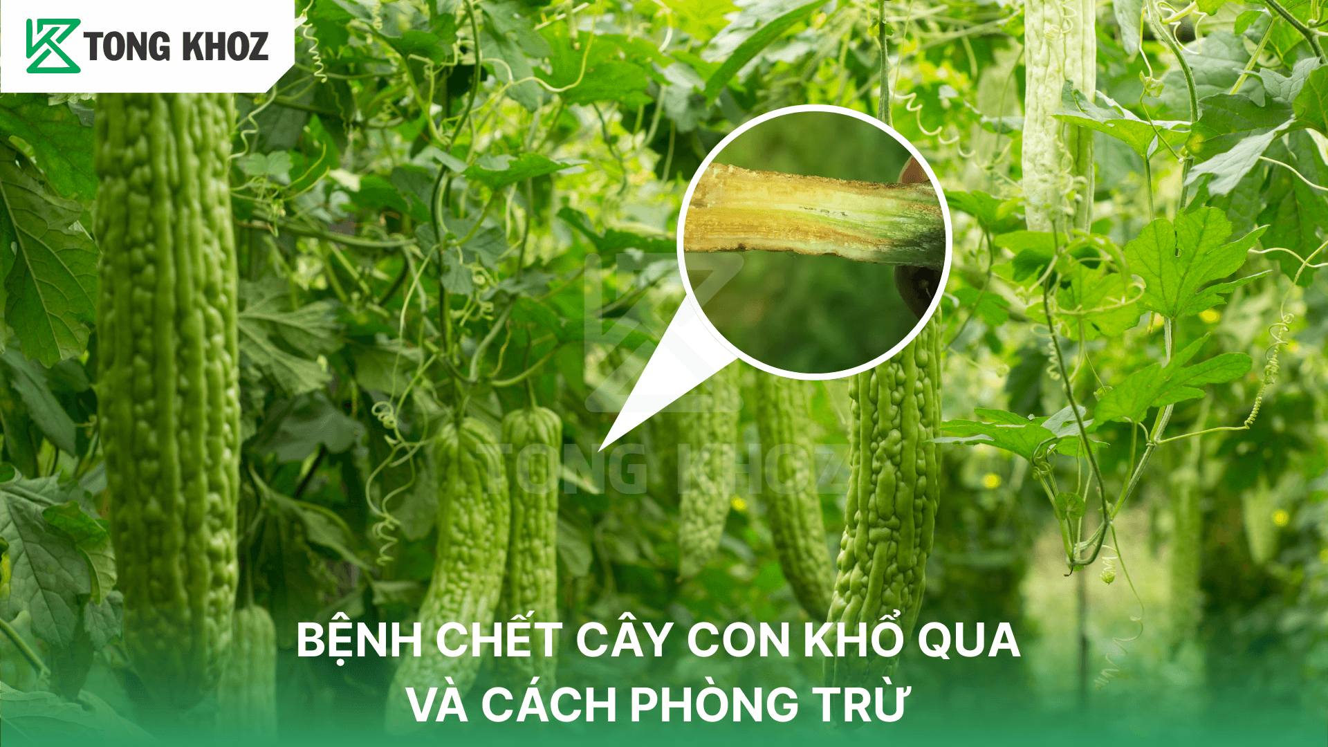 BỆNH CHẾT CÂY CON KHỔ QUA VÀ CÁCH PHÒNG TRỪ