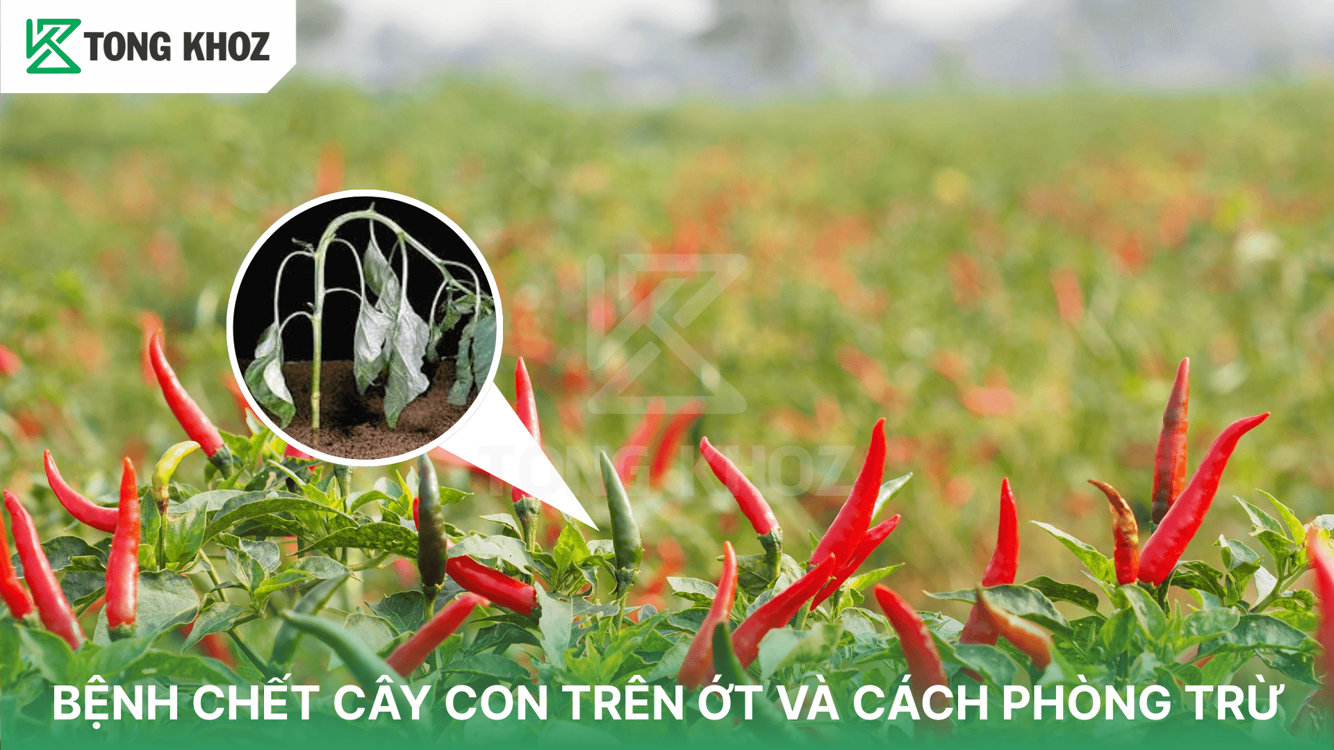 BỆNH CHẾT CÂY CON TRÊN ỚT VÀ CÁCH PHÒNG TRỪ